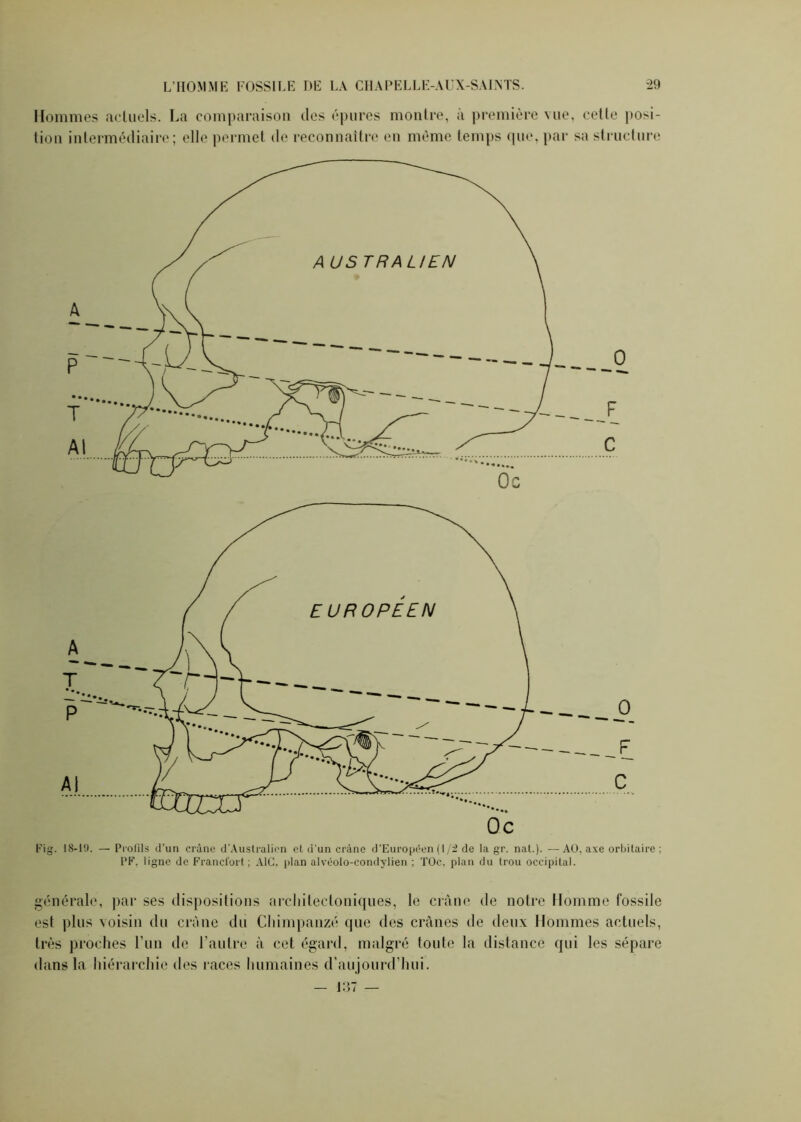 Hommes actuels. La comparaison des épures montre, a première vue, cette posi- tion intermédiaire; elle permet de reconnaître en même temps (pie, par sa structure Fig. 18-10. — Profils d’un crâne d'Australien et d’un crâne d'Européen ( 1/2 de la gr. nal.). —AO, axe orbitaire : PF, ligne de Francfort; A1C, plan alvéolo-condylien ; TOc. plan du trou occipital. générale, par ses dispositions architectoniques, le crâne de notre Homme fossile est plus voisin du crâne du Chimpanzé que des crânes de deux Hommes actuels, très proches l’un de l’autre à cet égard, malgré toute la distance qui les sépare dans la hiérarchie des races humaines d’aujourd’hui.