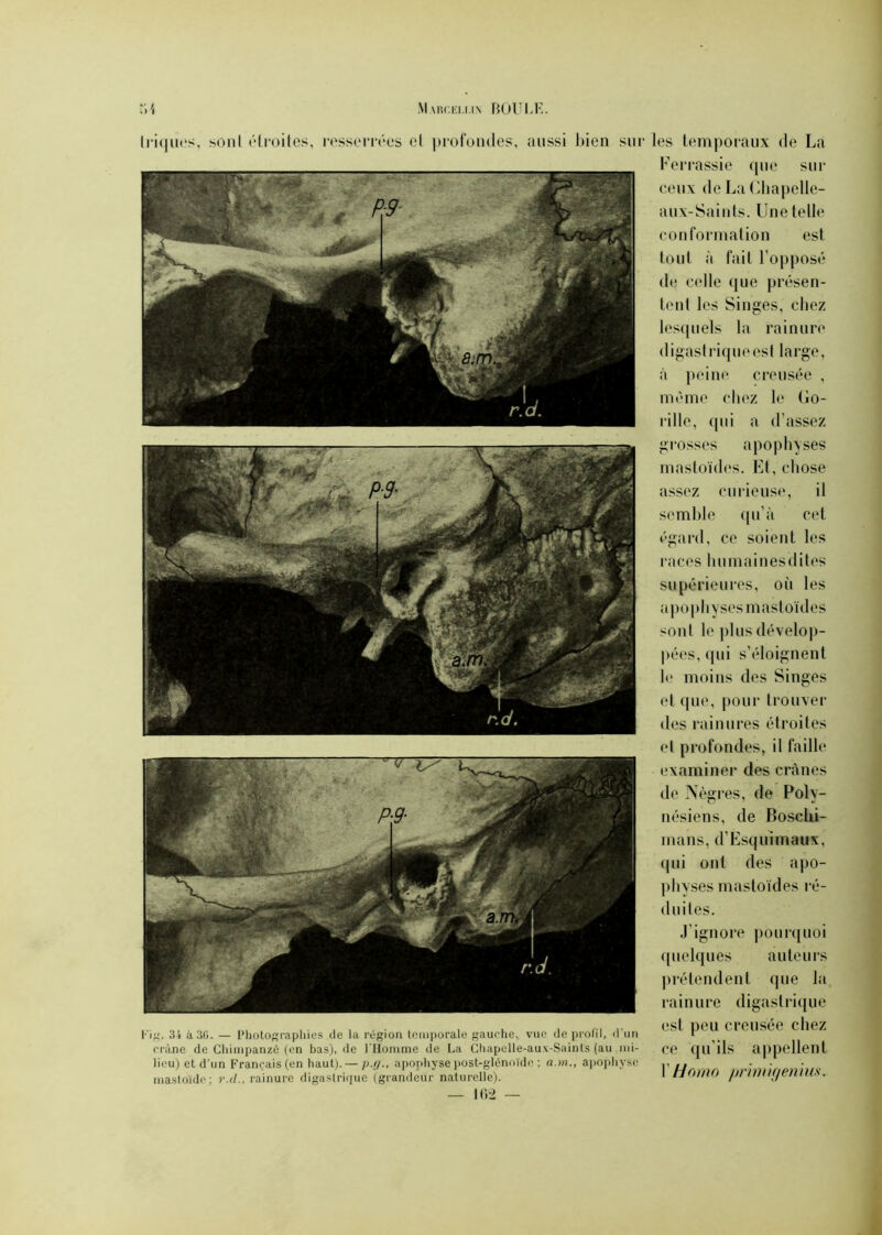 triques, sont étroites, resserrées el profondes, aussi bien sur les temporaux de La Ferrassie que sur ceux de LaClmpelle- aux-Saints. Une telle conformation est tout à fait l’opposé de celle que présen- tent les Singes, chez lesquels la rainure digastriqueest large, à peine creusée , même chez le Go- rille, qui a d’assez grosses apophyses mastoïdes. Et, chose assez curieuse, il semble qu’à cet égard, ce soient les races humainesdites supérieures, oCi les apophyses mastoïdes sont le plus dévelop- pées, qui s’éloignent le moins des Singes et que, pour trouver des rainures étroites Fig, 34 à 30. — Photographies de la région temporale gauche, vue de profil, d’un crâne de Chimpanzé (en bas), de l'Homme de La Chapelle-aux-Saints (au mi- lieu) et d'un Français (en haut). — p.r/., apophyse post-glénoïdc : a.m., apophyse mastoïde; r.il., rainure digastrique (grandeur naturelle). et profondes, il faille examiner des crânes de Nègres, de Poly- nésiens, de Boschi- mans, d’Esquimaux, qui ont des apo- physes mastoïdes ré- duites. J’ignore pourquoi quelques auteurs prétendent que lit rainure digastrique est peu creusée chez ce qu’ils appellent l’Homo prrmif/enim.