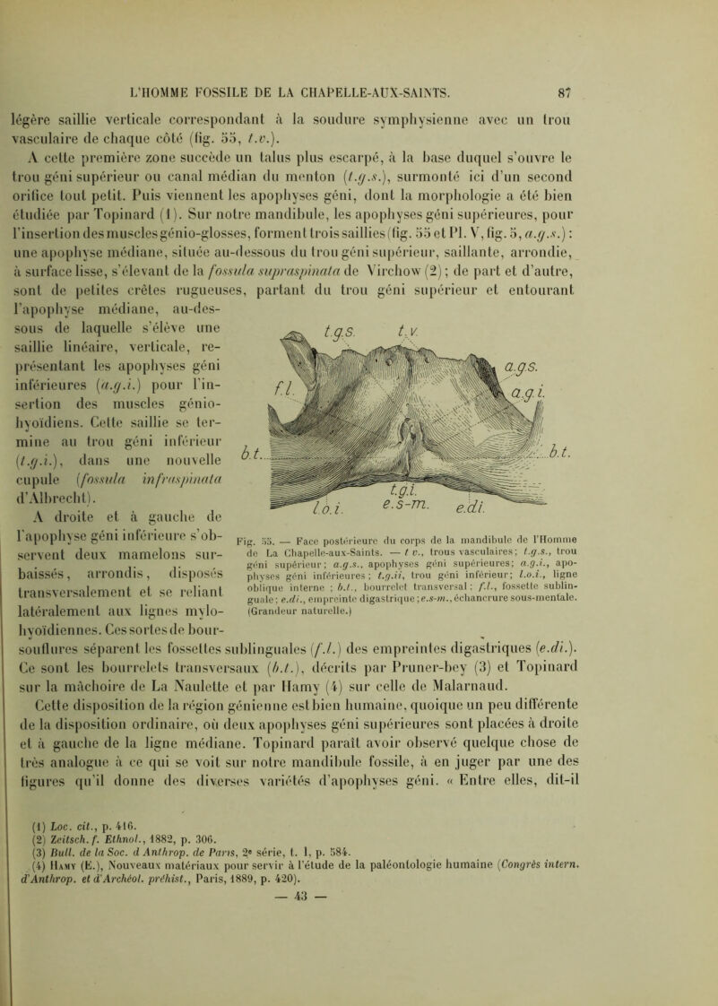 légère saillie verticale correspondant à la soudure symphysienne avec un trou vasculaire de chaque côté (fig. 55, t.v.). A cette première zone succède un talus plus escarpé, à la base duquel s’ouvre le trou géni supérieur ou canal médian du menton (t.g.s.), surmonté ici d’un second orilice tout petit. Puis viennent les apophyses géni, dont la morphologie a été bien étudiée par Topinard (1). Sur notre mandibule, les apophyses géni supérieures, pour l’insertion des muscles génio-glosses, forment trois saillies (fig. 55 et PI. V, fig. 5, a.g.s.) : une apophyse médiane, située au-dessous du trou géni supérieur, saillante, arrondie, à surface lisse, s’élevant de la fossula supraspinata de Virchow (2) ; de part et d’autre, sont de petites crêtes rugueuses, partant du trou géni supérieur et entourant l’apophyse médiane, au-des- sous de laquelle s’élève une saillie linéaire, verticale, re- présentant les apophyses géni inférieures (a.cj.i.) pour l’in- sertion des muscles génio- hyoïdiens. Cette saillie se ter- mine au trou géni inférieur (.t.g.i.), dans une nouvelle cupule (fossula infraspinata d’Aîbrecht). A droite et à gauche de l'apophyse géni inférieure s’ob- servent deux mamelons sur- baissés, arrondis, disposés transversalement et se reliant latéralement aux lignes mylo- hyoïdiennes. Ces sortes de bour- souflures séparent les fossettes sublinguales (/'./.) des empreintes digastriques (e.di.). Ce sont les bourrelets transversaux (/>./.), décrits par Pruner-bey (3) et Topinard sur la mâchoire de La Naulette et par flamy (4) sur celle de Malarnaud. Cette disposition de la région génie une estbien humaine, quoique un peu différente de la disposition ordinaire, où deux apophyses géni supérieures sont placées k droite et à gauche de la ligne médiane. Topinard paraît avoir observé quelque chose de très analogue à ce qui se voit sur notre mandibule fossile, à en juger par une des figures qu’il donne des diverses variétés d’apophyses géni. « Entre elles, dit-il (1) Loc. cit., p. 41G. (2) Zcitsch. f. Elhnol., 1882, p. 306. (3) Bull, de la Soc. dAnthrop. de Pans, 2|« série, t. 1, p. 584. (4) Hamy (E.), Nouveaux matériaux pour servir à l’étude de la paléontologie humaine (Congrès intern, d'Anthrop. etd’Archéol. préhist., Paris, 1889, p. 420). — 43 — Fig. 55. — Face postérieure du corps de la mandibule de l’Homme de La Chapelle-aux-Saints. —t v., trous vasculaires; t.g.s., trou géni supérieur; a.g.s.. apophyses géni supérieures; a.g.i., apo- physes géni inférieures; t.g.ii, trou géni inférieur; l.o.i., ligne obiique interne ; b.t., bourrelet transversal; f.l., fossette sublin- guale; e.di., empreinte digastrique \e.s-m., échancrure sous-mentale. (Grandeur naturelle.)