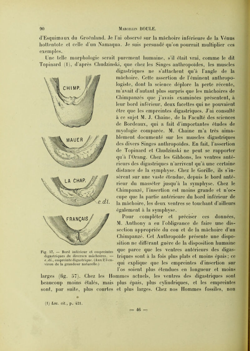 d’Esquimaux du Groenland. Je l’ai observé sur la mâchoire inférieure de la Vénus hottentote et celle d’un Namaqua. Je suis persuadé qu’on pourrait multiplier ces exemples. Une telle morphologie serait purement humaine, s’il était vrai, comme le dit Topinard (1), d’après Chudzinski, que chez les Singes anthropoïdes, les muscles digastriques ne s’attachent qu’à l’angle de la mâchoire. Cette assertion de l’éminent anthropo- logiste, dont la science déplore la perte récente, m’avait d’autant plus surpris que les mâchoires de Chimpanzés que j’avais examinées présentent, à leur bord inférieur, deux facettes qui ne pouvaient être que les empreintes digastriques. J’ai consulté à ce sujet M. J. Chaîne, de la Faculté des sciences de Bordeaux, qui a fait d’importantes études de myologie comparée. M. Chaine m’a très aima- blement documenté sur les muscles digastriques des divers Singes anthropoïdes. En fait, l’assertion de Topinard et Chudzinski ne peut se rapporter qu’à l’Orang. Chez les Gibbons, les ventres anté- rieurs des digastriques n’arrivent qu’à une certaine distance de la symphyse. Chez le Gorille, ils s’in- sèrent sur une vaste étendue, depuis le bord anté- rieur du masséter jusqu’à la symphyse. Chez le Chimpanzé, l’insertion est moins grande et n’oc- cupe que la partie antérieure du bord inférieur de la mâchoire, les deux ventres se touchant d’ailleurs également à la symphyse. Pour compléter et préciser ces données, M. Anthony a eu l’obligeance de faire une dis- section appropriée du cou et de la mâchoire d’un Chimpanzé. Cet Anthropoïde présente une dispo- sition ne différant guère de la disposition humaine Fig. 57. - Bord inférieur et empreintes (lue Parce <lue les ventres antérieurs des digas- digastriques de diverses mâchoires. — triques sont à la fois plus plats et moins épais; ce viron de la grandeur naturelle.) qui explique que les empreintes d insertion sur l’os soient plus étendues en longueur et moins larges (fig. 57). Chez les Hommes actuels, les ventres des digastriques sont beaucoup moins étalés, mais plus épais, plus cylindriques, et les empreintes sont, par suite, plus courtes et plus larges. Chez nos Hommes fossiles, non (i) Loc. cit., p. 421. — 46 —