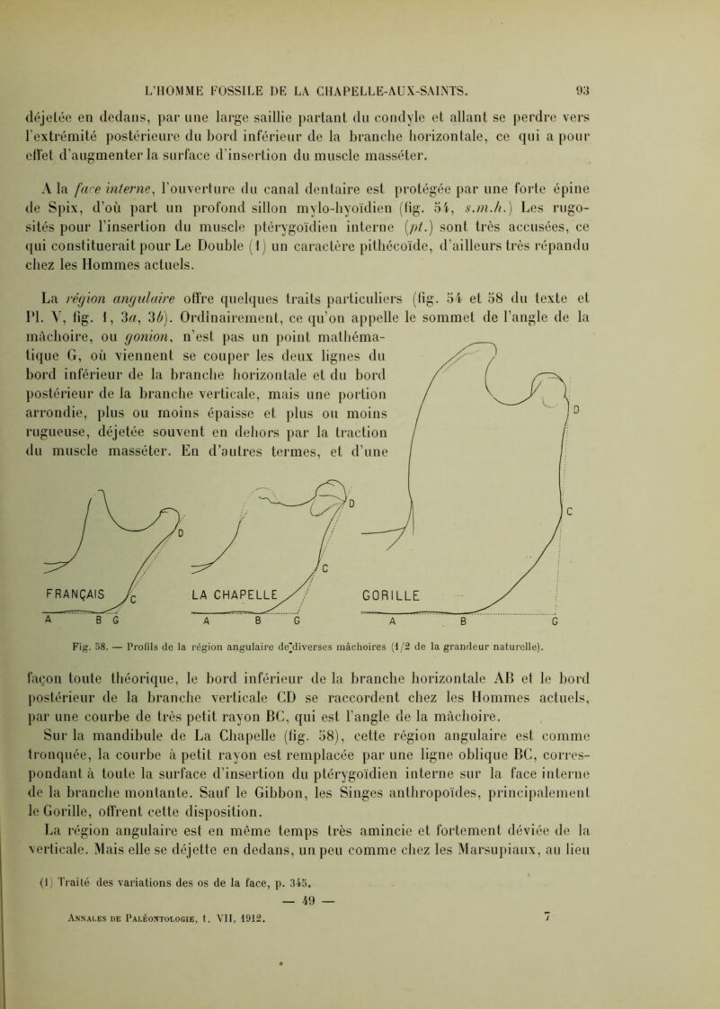 déjetée en dedans, par une large saillie partant du condyle et allant se perdre vers l'extrémité postérieure du bord inférieur de la branche horizontale, ce qui a pour effet d’augmenter la surface d’insertion du muscle masséter. A la face interne, l’ouverture du canal dentaire est protégée par une forte épine de Spix, d’où part un profond sillon mylo-hyoïdien (fig. 54, s.m.h.) Les rugo- sités pour l’insertion du muscle ptérygoïdien interne (/>/.) sont très accusées, ce <pii constituerait pour Le Double ( I) un caractère pithécoïde, d’ailleurs très répandu chez les Hommes actuels. La région angulaire offre quelques traits particuliers (fig. 54 et 58 du texte et PL V, fig. 1, 3a, 3b). Ordinairement, ce qu’on appelle le sommet de l’angle de la mâchoire, ou gonion, n’est pas un point mathéma- tique G, où viennent se couper les deux lignes du bord inférieur de la branche horizontale et du bord postérieur de la branche verticale, mais une portion arrondie, plus ou moins épaisse et plus ou moins rugueuse, déjetée souvent en dehors par la traction du muscle masséter. En d’autres termes, et d’une FRANÇAIS j c A BG A B G AB G Fig. 58. — Profils de la région angulaire dcAliverses mâchoires (1/2 de la grandeur naturelle). façon toute théorique, le bord inférieur de la branche horizontale AB et le bord postérieur de la branche verticale CD se raccordent chez les Hommes actuels, par une courbe de très petit rayon BC, qui est l’angle de la mâchoire. Sur la mandibule de La Chapelle (fig. 58), cette région angulaire est comme tronquée, la courbe à petit rayon est remplacée par une ligne oblique BC, corres- pondant à toute la surface d’insertion du ptérygoïdien interne sur la face interne de la branche montante. Sauf le Gibbon, les Singes anthropoïdes, principalement le Gorille, offrent cette disposition. La région angulaire est en même temps très amincie et fortement déviée de la verticale. Mais elle se déjette en dedans, un peu comme chez les Marsupiaux, au lieu (1) Traité des variations des os de la face, p. 345. — 49 — Annales de Paléontologie, t. VII, 1912.