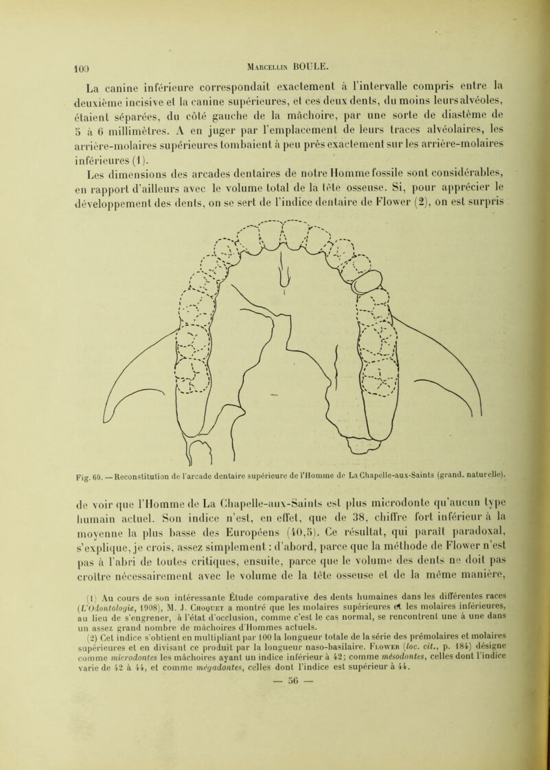 La canine inférieure correspondait exactement à l'intervalle compris entre la deuxième incisive et la canine supérieures, et ces deux dents, du moins leurs alvéoles, étaient séparées, du côté gauche de la mâchoire, par une sorte de diastème de 5 à G millimètres. A en juger par l’emplacement de leurs traces alvéolaires, les arrière-molaires supérieures tombaient à peu près exactement sur les arrière-molaires inférieures (1 ). Les dimensions des arcades dentaires de notre Homme fossile sont considérables, en rapport d’ailleurs avec le volume total de la tète osseuse. Si, pour apprécier le développement des dents, on se sert de l’indice dentaire de Flower (2), on est surpris Fig. 60. — Reconstitution de l'arcade dentaire supérieure de l’IIoinme de La Chapelle-aux-Saints (grand, naturelle). de voir que l’Homme de La Chapelle-aux-Saints est plus microdonte qu’aucun type humain actuel. Son indice n’est, en effet, que de 38, chiffre fort inférieur a la moyenne la plus liasse des Européens (40,5). Ce résultat, qui paraît paradoxal, s’explique, je crois, assez simplement : d’abord, parce que la méthode de Flower n’est pas à l’abri de toutes critiques, ensuite, parce que le volume des dents ne doit pas croître nécessairement avec le volume de la tète osseuse et de la même manière, (1) Au cours de son intéressante Étude comparative des dents humaines dans les déférentes races (L'Odontologie, 1908), M. .1. Croquet a montré que les molaires supérieures et les molaires inférieures, au lieu de s’engrener, à l’état d’occlusion, comme c’est le cas normal, se rencontrent une à une dans un assez grand nombre de mâchoires d'Hommes actuels. (2) Cet indice s’obtient en multipliant par 100 la longueur totale de la série des prémolaires et molaires supérieures et en divisant ce produit par la longueur naso-basilaire. Flower (loc. cit., p. 184) désigne comme microdontes les mâchoires ayant un indice inférieur à 42; comme mésodontes, celles dont 1 indice varie de 42 à 44, et comme megadontes, celles dont l’indice est supérieur à 44.