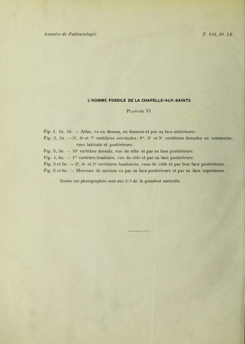 L’HOMME FOSSILE DE LA CHAPELLE-AUX-SAINTS Planche VI Fig. 1, la, 1 b. — Allas, va en dessus, en dessous et par sa face antérieure. Fig. 2, 2a. —5e, 6e et 7e vertèbres cervicales; lre, 2e et 3e vertèbres dorsales en connexion vues latérale et postérieure. Fig. 3, 3a. — 10e vertèbre dorsale, vue de côté et par sa face postérieure. Fig. 4, 4a. — lre vertèbre lombaire, vue de côté et par sa face postérieure. Fig. 5 et 5a. — 2e, 4« et 5e vertèbres lombaires, vues de côté et par leur face postérieure. Fig. 6 et 6a. — Morceau de sacrum vu par sa face postérieure et par sa face supérieure.