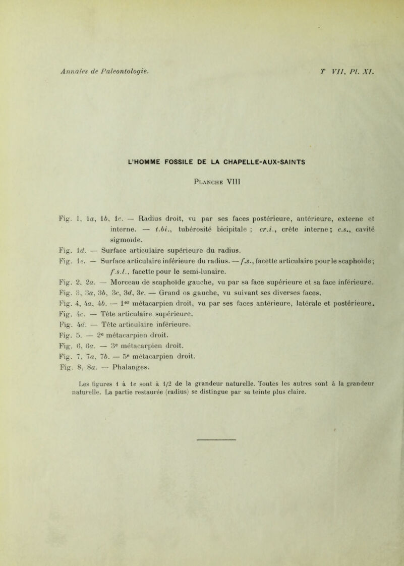 L’HOMME FOSSILE DE LA CHAPELLE-AUX-SAINTS Planche VIII Fig-, i, la, 16, le. — Radius droit, vu par ses faces postérieure, antérieure, externe et interne. — t.bi., tubérosité bicipitale ; cr.i., crête interne; c.s., cavité sigmoïde. Fig'. 1 d. — Surface articulaire supérieure du radius. Fig. le. — Surface articulaire inférieure du radius. — f.s., facette articulaire pour le scaphoïde; f.s.l., facette pour le semi-lunaire. Fig. 2, 2a. — Morceau de scaphoïde gauche, vu par sa face supérieure et sa face inférieure. Fig. 3, 3a, 36, 3c, 3d, 3e. — Grand os gauche, vu suivant ses diverses faces. Fig. 4, 4a, 46. — 1er métacarpien droit, vu par ses faces antérieure, latérale et postérieure. Fig. 4c. — Tête articulaire supérieure. Fig. 4cL — Tête articulaire inférieure. Fig. 5. — 2e métacarpien droit. Fig. 0, 6a. — 3e métacarpien droit. Fig. 7, 7a, 76. — 5e métacarpien droit. Fig. 8, 8a. — Phalanges. Les ligures 1 à le sont à 1/2 de la grandeur naturelle. Toutes les autres sont à la grandeur naturelle. La partie restaurée (radius) se distingue par sa teinte plus claire.