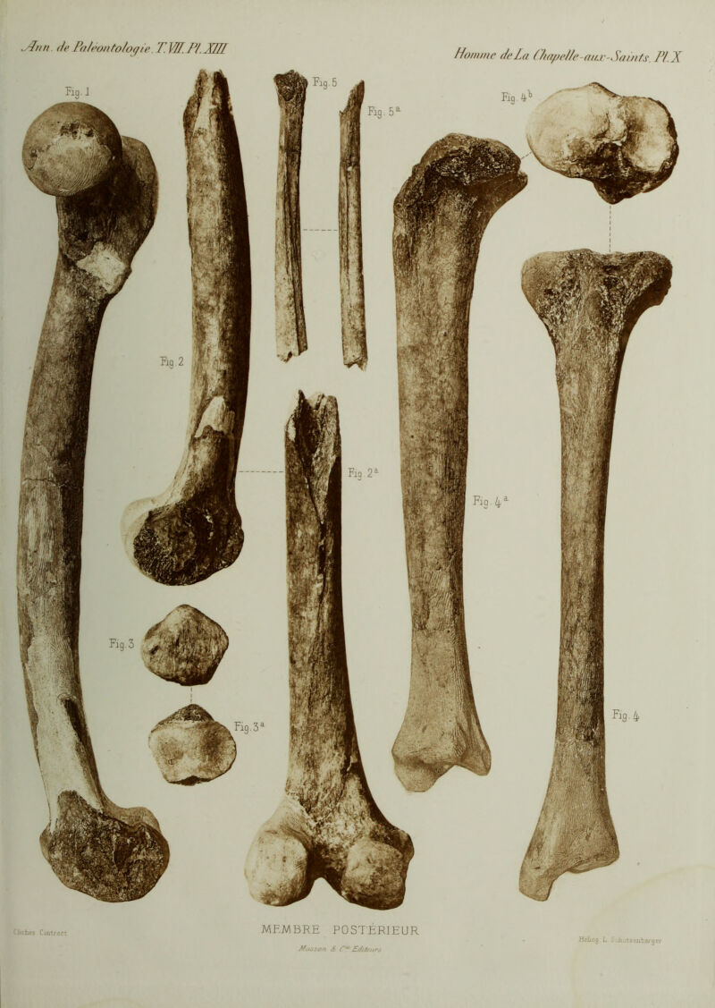 Clichés Cintrart MEMBRE POSTÉRIEUR - Pnn de Paléontologie. T. VU. PI XIII