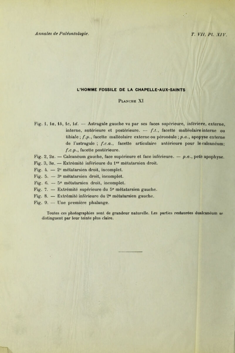 L'HOMME FOSSILE DE LA CHAPELLE-AUX-SAINTS Planche XI Fig. 1, la, 16, le, id. — Astragale gauche vu par ses faces supérieure, infériere, externe, interne, antérieure et postérieure. — f.t., facette malléolaire interne ou tibiale ; f.p., facette malléolaire externe ou péronéale ; p.a., apopyse externe de l’astragale ; f.c.a., facette articulaire antérieure pour le calcanéum; f.c.p., facette postérieure. Fig. 2, 2a. — Calcanéum gauche, face supérieure et face inférieure. — p.a., petè apophyse. Fig. 3, 3a. — Extrémité inférieure du 1er métatarsien droit. Fig. 4. — 2e métatarsien droit, incomplet. Fig. 5. — 3e métatarsien droit, incomplet. Fig. 6. — 5e métatarsien droit, incomplet. Fig. 7. — Extrémité supérieure du 5e métatarsien gauche. Fig. 8. — Extrémité inférieure du 2e métatarsien gauche. Fig. 9. — Une première phalange. Toutes ces photographies sont de grandeur naturelle. Les parties restaurées dualcanéum se distinguent par leur teinte plus claire.