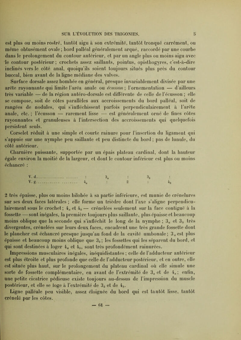 est plus ou moins rostre, tantôt aigu à son extrémité, tantôt tronqué carrément, ou même obtusément ovale ; bord palléal généralement arqué, raccordé par une courbe dans le prolongement du contour antérieur, et par un angle plus ou moins aigu avec le contour postérieur; crochets assez saillants, pointus, opisthogyres, c’est-à-dire inclinés vers le côté anal, quoiqu’ils soient toujours situés plus près du contour buccal, bien avant de la ligne médiane des valves. Surface dorsale assez bombée en général, presque invariablement divisée par une arête rayonnante qui limite l’aréa anale ou écusson ; l’ornementation — d’ailleurs très variable — de la région antéro-dorsale est différente de celle de l’écusson ; elle se compose, soit de côtes parallèles aux accroissements du bord palléal, soit de rangées de nodules, qui s’infléchissent parfois perpendiculairement à l’arête anale, etc. ; l’écusson — rarement lisse —■ est généralement orné de fines côtes rayonnantes et granuleuses à l’intersection des accroissements qui quelquefois persistent seuls. Corselet réduit à une simple et courte rainure pour l’insertion du ligament qui s’appuie sur une nymphe peu saillante et peu distincte du bord ; pas de lunule, du côté antérieur. Charnière puissante, supportée par un épais plateau cardinal, dont la hauteur égale environ la moitié de la largeur, et dont le contour inférieur est plus ou moins échancré : V- <1 : 3„ : 3, 2 très épaisse, plus ou moins bilobée à sa partie inférieure, est munie de crénelures sur ses deux faces latérales ; elle forme un trièdre dont Taxe s’aligne perpendicu- lairement sous le crochet; 4„ et 4*— crénelées seulement sur la face contiguë à la fossette —sont inégales, la première toujours plus saillante, plus épaisse et beaucoup moins oblique que la seconde qui s’infléchit le long de la nymphe ; 3^ et 3* très divergentes, crénelées sur leurs deux faces, encadrent une très grande fossette dont le plancher est échancré presque jusqu’au fond de la cavité umbonale ; 3aCst plus épaisse et beaucoup moins oblique que 3*; les fossettes qui les séparent du bord, et qui sont destinées à loger 4a et 4*, sont très profondément rainurées. Impressions musculaires inégales, inéquidistantes ; celle de l’adducteur antérieur est plus étroite et plus profonde que celle de l’adducteur postérieur, et en outre, elle est située plus haut, sur le prolongement du plateau cardinal où elle simule une sorte de fossette complémentaire, en avant de l’extrémité de 3a et de 4„; enfin, une petite cicatrice pédieuse existe toujours au-dessus de l’impression du muscle postérieur, et elle se loge à l’extrémité de 3* et de 4*. Ligne palléale peu visible, assez éloignée du bord qui est tantôt lisse, tantôt crénelé par les côtes. — fil —