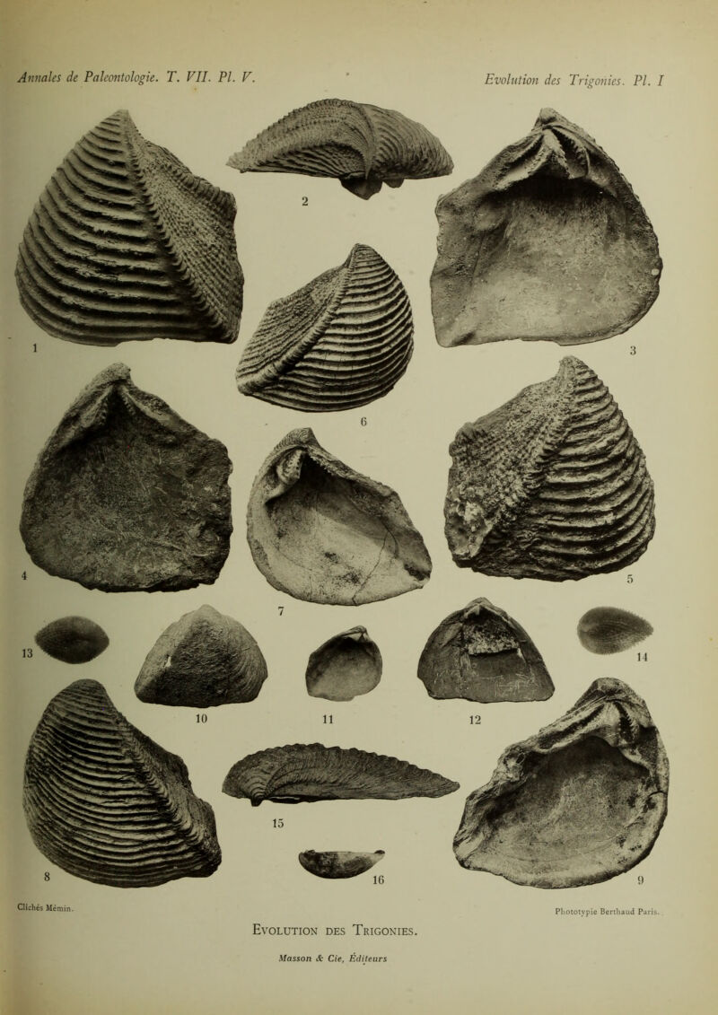 Clichés Mémin. Phototypie Berthaud Paris. Evolution des Trigonies. Annales de Paléontologie. T. VIL PL V. Evolution des Trigonies. PL I Masson & de, Éditeurs