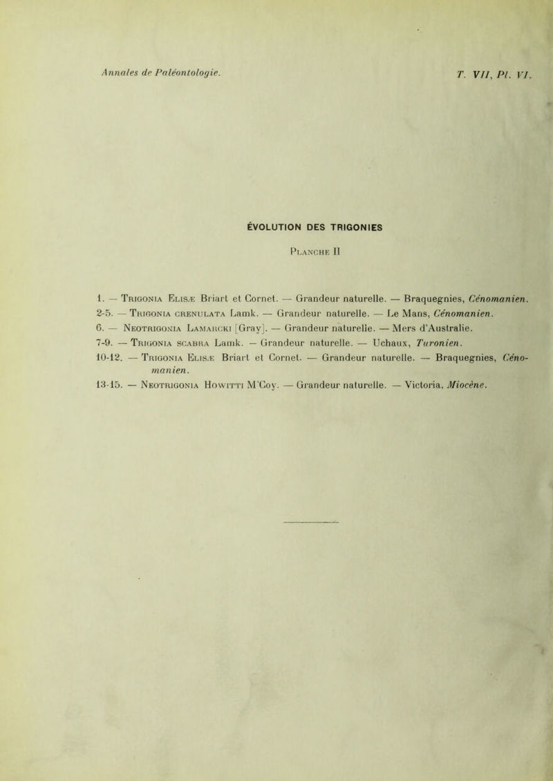 ÉVOLUTION DES TRIGONIES Planche 11 1. — Trigonia Elisæ Briart et Cornet. — Grandeur naturelle. — Braquegnies, Cénomanien. 2-5. — Trigonia crenulata Lamk. — Grandeur naturelle. — Le Mans, Cénomanien. 6. — Neotrigonia Lamaucki [Gray]. — Grandeur naturelle. — Mers d’Australie. 7-9. — Trigonia scabra Lamk. — Grandeur naturelle. — Uchaux, Turonien. 10-12. — Trigonia Elis.e Briart et Cornet. — Grandeur naturelle. — Braquegnies, Céno- manien. 13-15. — Neotrigonia Howitit M’Goy. — Grandeur naturelle. — Victoria, Miocène.