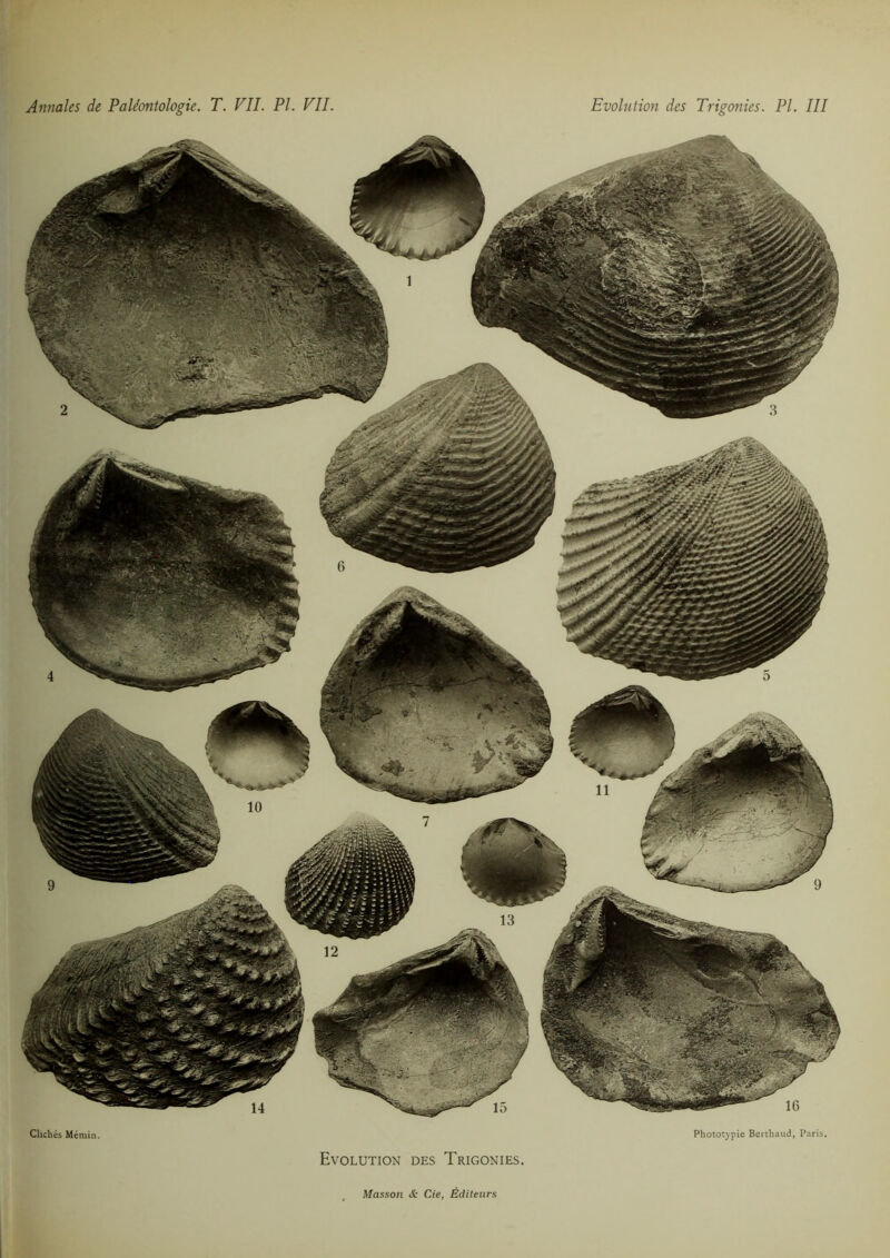 Clichés Mémin. Evolution des Trigonies. Phototypie Berthaud, Paris.