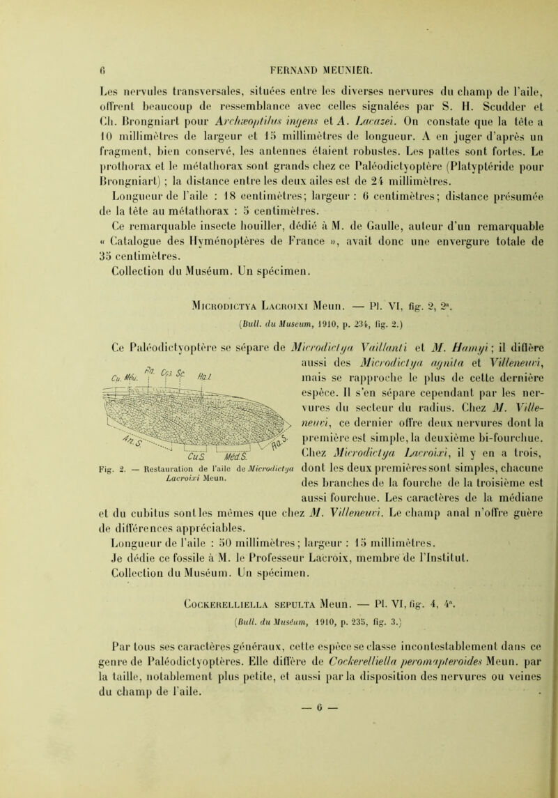 Les nervules transversales, situées entre les diverses nervures du champ de l’aile, offrent beaucoup de ressemblance avec celles signalées par S. H. Sembler et Ch. Brongniart pour ArchæoptUus ingens et A. Lacazei. On constate que la tète a 10 millimètres de largeur et 15 millimètres de longueur. A en juger d’après un fragment, bien conservé, les antennes étaient robustes. Les pattes sont fortes. Le prothorax et le métathorax sont grands chez ce Paléodictyoptère (Platyptéride pour Brongniart) ; la distance entre les deux ailes est de 24 millimètres. Longueur de l'aile : 18 centimètres; largeur: 6 centimètres; distance présumée de la tète au métathorax : 5 centimètres. Ce remarquable insecte houiller, dédié à M. de Gaulle, auteur d’un remarquable « Catalogue des Hyménoptères de France », avait donc une envergure totale de 35 centimètres. Collection du Muséum. Un spécimen. Microdictya Lacroixi Meun. — PI. VI, fîg. 2, 2“. (Bull, du Muséum, 1910, p. 234, fig. 2.) Ce Paléodictyoptère se sépare de Microdictya Vail/anti et 31. Hamyi ; il diffère aussi des Microdictya agnita et Vdleneani, sf- Haï mais se rapproche le plus de cette dernière espèce. Il s’en sépare cependant par les ner- vures du secteur du radius. Chez M. Vil/e- neuvi, ce dernier offre deux nervures dont la première est simple, la deuxième bi-fourchue. Chez Microdictya Lacroixi, il y en a trois, Fig. 2. — Restauration de l’aile de Microdictya dont les deux premières SOIît simples, chacune Lacvoun Meun. des j)ranc|lcg de }a fourche de la troisième est aussi fourchue. Les caractères de la médiane et du cubitus sont les mêmes que chez M. Villeneavi. Le champ anal n’offre guère de différences appréciables. Longueur de l’aile : 50 millimètres; largeur : 15 millimètres. Je dédie ce fossile à M. le Professeur Lacroix, membre de l’Institut. Collection tlu Muséum. Un spécimen. COCKERELLIELLA SEFULTA MeUIÎ. — PI. VI, fi g. 4, 4\ (Bull, du Muséum, 1910, p. 235, fîg. 3.) Par tous ses caractères généraux, cette espèce se classe incontestablement dans ce genre de Paléodictyoptères. Elle diffère de Cockerelliella peromapteroides Meun. par la taille, notablement plus petite, et aussi parla disposition des nervures ou veines du champ de l’aile. — 0 —