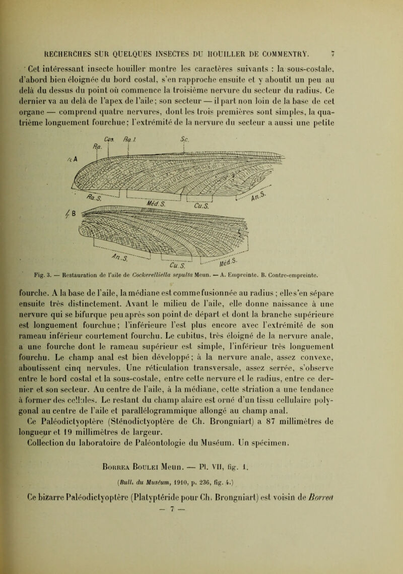 ' Cet intéressant insecte Rouiller montre les caractères suivants : la sous-costale, d’abord bien éloignée du bord costal, s’en rapproche ensuite et y aboutit un peu au delà du dessus du point oii commence la troisième nervure du secteur du radius. Ce dernier va au delà de l’apex de l’aile ; son secteur — il part non loin de la base de cet organe — comprend quatre nervures, dont les trois premières sont simples, la qua- trième longuement fourchue; l’extrémité de la nervure du secteur a aussi une petite fourche. A la base de l’aile, la médiane est comme fusionnée au radius ; elles’en sépare ensuite très distinctement. Avant le milieu de l’aile, elle donne naissance à une nervure qui se bifurque peu après son point de départ et dont la branche supérieure est longuement fourchue ; l’inférieure l’est plus encore avec l’extrémité de son rameau inférieur courtement fourchu. Le cubitus, très éloigné de la nervure anale, a une fourche dont le rameau supérieur est simple, l’inférieur très longuement fourchu. Le champ anal est bien développé; à la nervure anale, assez convexe, aboutissent cinq nervules. Une réticulation transversale, assez serrée, s’observe entre le bord costal et la sous-costale, entre cette nervure et le radius, entre ce der- nier et son secteur. Au centre de l’aile, à la médiane, cette striation a une tendance à former des cellules. Le restant du champ alaire est orné d’un tissu cellulaire poly- gonal au centre de l’aile et parallélogrammique allongé au champ anal. Ce Paléodiclyoptèrc (Sténodictyoptère de Ch. Brongniart) a 87 millimètres de longueur et 19 millimètres de largeur. Collection du laboratoire de Paléontologie du Muséum. Un spécimen. Borrea Boulei Meun. — PI. VII, fig-. 1. (BulL du Muséum, 1910, p. 236, fîg. 4.) Ce bizarre Paléodictyoptère (Platvptéride pour Ch, Brongniart) est voisin de Borrea