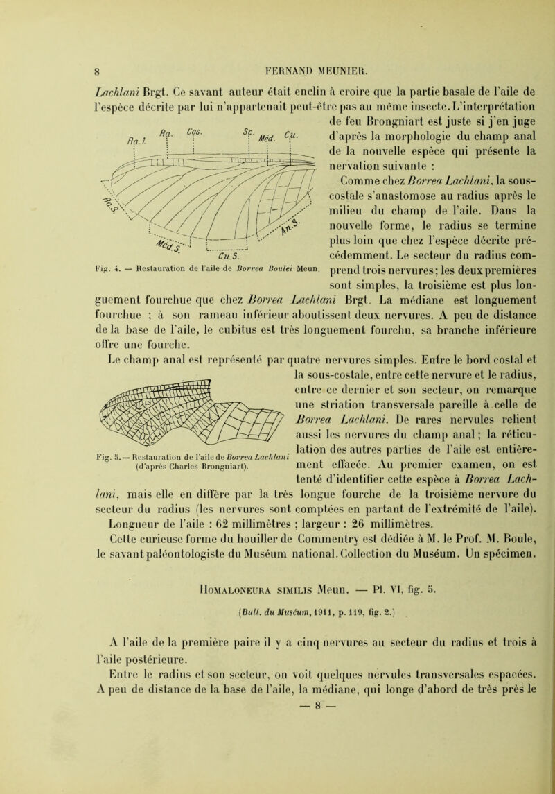 Lnchlani Brgt. Ce savant auteur était enclin à croire que la partie basale de l’aile de l’espèce décrite par lui n’appartenait peut-être pas au même insecte. L’interprétation de feu Brongniart est juste si j’en juge d’après la morphologie du champ anal de la nouvelle espèce qui présente la nervation suivante : Comme chez Borrea Lachlani, la sous- costale s’anastomose au radius après le milieu du champ de l’aile. Dans la nouvelle forme, le radius se termine plus loin que chez l’espèce décrite pré- cédemment. Le secteur du radius com- prend trois nervures; les deux premières sont simples, la troisième est plus lon- guement fourchue que chez Borrea Lachlani Brgt. La médiane est longuement fourchue ; à son rameau inférieur aboutissent deux nervures. A peu de distance delà base de l’aile, le cubitus est très longuement fourchu, sa branche inférieure offre une fourche. Le champ anal est représenté par quatre nervures simples. Entre le bord costal et la sous-costale, entre cette nervure et le radius, entre ce dernier et son secteur, on remarque une striation transversale pareille à celle de Borrea Lachlani. De rares nervules relient aussi les nervures du champ anal ; la réticu- . lation des autres parties de l’aile est entière- Fig. 5.— Restauration de l’aile de Borrea Lachlani (d’après Charles Brongniart). ment etlacée. Au premier examen, on est tenté d’identifier cette espèce à Borrea Lach- lani, mais elle en diffère par la très longue fourche de la troisième nervure du secteur du radius (les nervures sont comptées en partant de l’extrémité de l’aile). Longueur de l’aile : 62 millimètres ; largeur : 26 millimètres. Cette curieuse forme du houiller de Commentry est dédiée à M. le Prof. i\l. Boule, le savant paléontologiste du Muséum national. Collection du Muséum. Un spécimen. Homaloneura similis Meun. — PI. VI, fig. 5. [Bull, du Muséum, 1911, p. 119, fig. 2.) A l’aile de la première paire il y a cinq nervures au secteur du radius et trois à l’aile postérieure. Entre le radius et son secteur, on voit quelques nervules transversales espacées. A peu de distance de la base de l’aile, la médiane, qui longe d’abord de très près le — 8 —