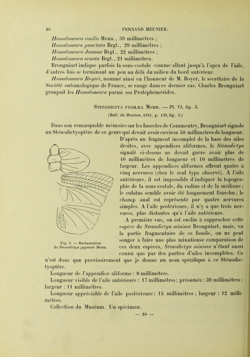 Homaloneura similis Meun., 30 millimètres ; Tlomaloneura punctata Brgt., 29 millimètres ; H omaloneura Joannæ Brgt., 22 millimètres ; Homaloneura ornata Brgt., 21 millimètres. Brongniart indique parfois la sous-costale comme allant jusqu’à l’apex de l’aile, d'autres fois se terminant un peu au delà du milieu du bord antérieur. Homaloneura Royeri, nommé ainsi en l’honneur de M. Boyer, le secrétaire de la Société entomologique de France, se range dans ce dernier cas. Charles Brongniart groupait les Homaloneura parmi ses Protéphémérides. Stenodictya pygmæa Meun. —PI. VI, fig-. 3. (Bull, du Muséum, 1911, p. 120, fig. 3.) Dans son remarquable mémoire sur les Insectes de Commentry, Brongniart signale un Sténodictyoptère de ce genre qui devait avoirenviron 50 millimètres de longueur. D’après un fragment incomplet de la base des ailes droites, avec appendices aliformes, le Stenodictya signalé ci-dessus ne devait guère avoir plus de 40 millimètres de longueur et 10 millimètres de largeur. Les appendices aliformes offrent quatre à cinq nervures (chez le seul type observé). A l’aile antérieure, il est impossible d’indiquer la topogra- phie de la sous-costale, du radius et de la médiane ; le cubitus semble avoir été longuement fourchu ; le champ anal est représenté par quatre nervures simples. A l’aile postérieure, il n’y a que trois ner- vures, plus distantes qu’à l’aile antérieure. A première vue, on est enclin à rapprocher cette espèce de Stenodictya minima Brongniart, mais, vu la partie fragmentaire de ce fossile, on ne peut songer à faire une plus minutieuse comparaison de ces deux espèces, Stenodictya minima n’étant aussi connu que par des parties d’ailes incomplètes. Ce n’est donc que provisoirement que je donne un nom spécifique à ce Sténodic- tyoptère. Longueur de l’appendice aliforme : 8 millimètres. Longueur visible de l’aile antérieure : 17 millimètres ; présumée : 30 millimètres ; largeur : 11 millimètres. Longueur appréciable de l’aile postérieure: 15 millimètres ; largeur : 12 milli- mètres. Collection du Muséum. Un spécimen. — 10 — Fig. 8. — Restauration de Stenodictya pygmæa Meun.