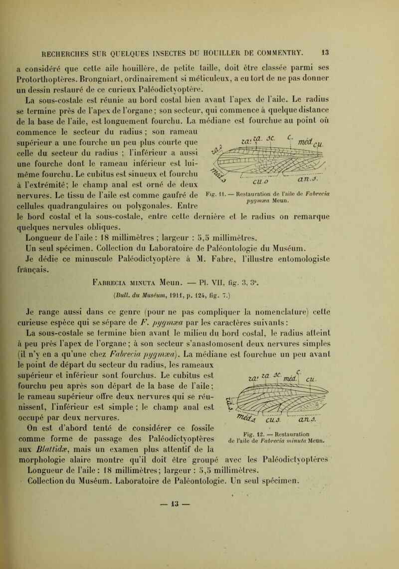a considéré que celle aile houillère, de petite taille, doit être classée parmi ses Protorthoptères. Brongniart, ordinairement si méticuleux, a eu tort de ne pas donner un dessin restauré de ce curieux Paléodictyoptère. La sous-costale est réunie au bord costal bien avant l’apex de l’aile. Le radius se termine près de l’apex de l’organe ; son secteur, qui commence à quelque distance de la base de l’aile, est longuement fourchu. La médiane est fourchue au point où commence le secteur du radius ; son rameau supérieur a une fourche un peu plus courte que celle du secteur du radius ; l’inférieur a aussi une fourche dont le rameau inférieur est lui- même fourchu. Le cubitus est sinueux et fourchu à l’extrémité; le champ anal est orné de deux nervures. Le tissu de l’aile est comme gaufré de cellules quadrangulaires ou polygonales. Entre le bord costal et la sous-costale, entre cette dernière et le radius on remarque quelques nervules obliques. Longueur de l’aile : 18 millimètres ; largeur : 5,5 millimètres. Un seul spécimen. Collection du Laboratoire de Paléontologie du Muséum. Je dédie ce minuscule Paléodictyoptère à M. Fabre, l’illustre entomologiste français. Fabrecia minuta Meun. — PL VII, fig\ 3, 3a. (Bull, du Muséum, 1911, p. 124, fig. T.) Je range aussi dans ce genre (pour ne pas compliquer la nomenclature) celle curieuse espèce qui se sépare de F. pygrnæa par les caractères suivants : La sous-costale se termine bien avant le milieu du bord costal, le radius atteint à peu près l’apex de l’organe; à son secteur s’anaslomosent deux nervures simples (il n’y en a qu’une chez Fabrecia pygrnæa). La médiane est fourchue un peu avant le point de départ du secteur du radius, les rameaux supérieur et inférieur sont fourchus. Le cubitus est fourchu peu après son départ de la base de l’aile ; le rameau supérieur offre deux nervures qui se réu- nissent, l’inférieur est simple ; le champ anal est occupé par deux nervures. On est d’abord tenté de considérer ce fossile comme forme de passage des Paléodictyoptères aux Blattidæ, mais un examen plus attentif de la morphologie alaire montre qu’il doit ctre groupé avec les Paléodictyoptères Longueur de l’aile : 18 millimètres; largeur : 5,5 millimètres. Collection du Muséum. Laboratoire de Paléontologie. Un seul spécimen. Fig. 12. — Restauration de l’aile de Fabrecia minuta Meun. Fig. 11. — Restauration de l’aile de Fabrecia pygrnæa Meun. — 13