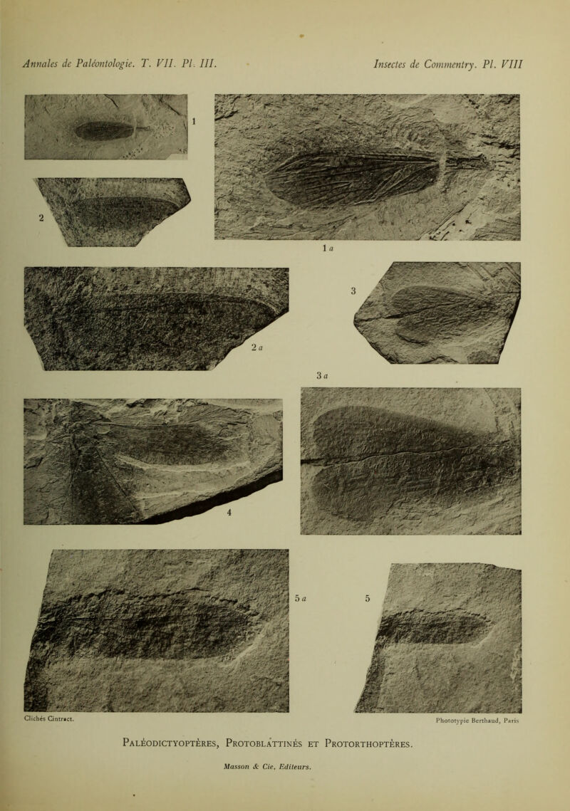 Clichés Cintract. 5 a Phototypie Berthaud, Paris Paléodictyoptères, ProtoblÂttinés et Protorthoptères.