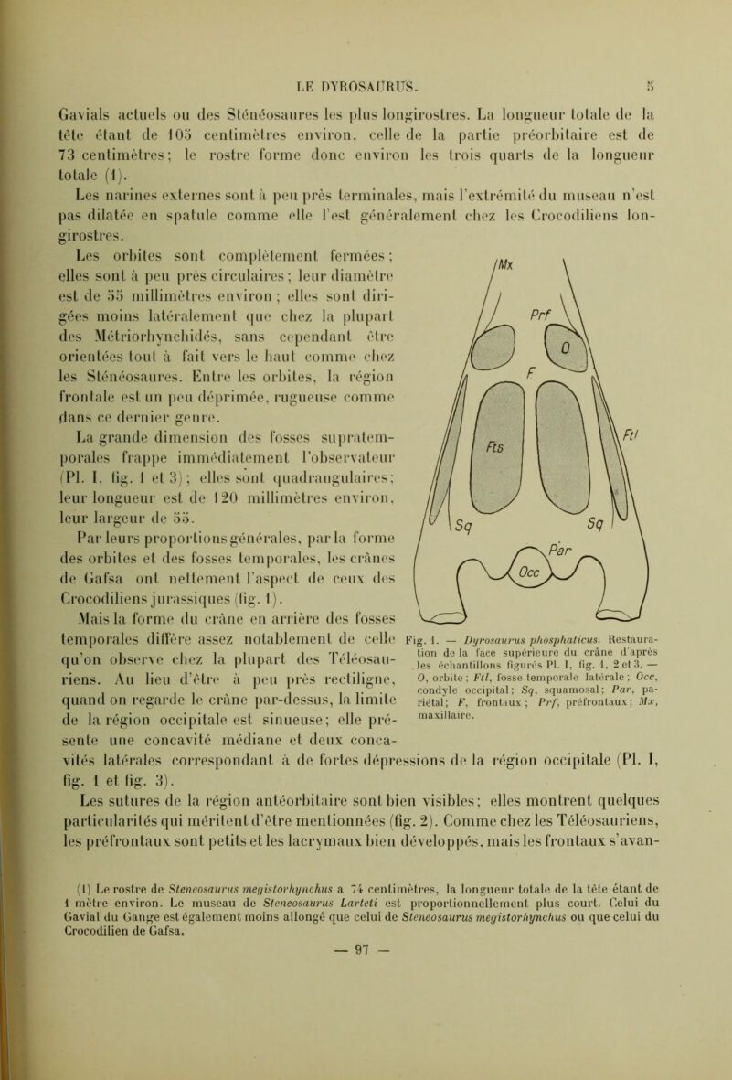 Ga\ials actuels ou des Sténéosaures les plus longirostres. La longueur totale de la tête étant de 103 centimètres environ, celle de la partie préorbitaire est de 73 centimètres ; le rostre forme donc environ les trois quarts de la longueur totale (1). Les narines externes sont à peu près terminales, mais l’extrémité du museau n’est pas dilatée en spatule comme elle l’est généralement chez les Crocodiliens lon- girostres. Les orbites sont complètement fermées; elles sont à peu près circulaires ; leur diamètre est de 33 millimètres environ ; elles sont diri- gées moins latéralement ([ne chez la plupart des Métriorhynchidés, sans cependant être orientées tout à fait vers le haut comme chez les Sténéosaures. Entre les orbites, la région frontale est un peu déprimée, rugueuse comme dans ce dernier genre. La grande dimension des fosses supra tem- porales frappe immédiatement l’observateur (PL I, tig. I et 3) ; elles sont quadrangulaires; leur longueur est de 120 millimètres environ, leur largeur de 33. Parleurs proportions générales, parla forme des orbites et des fosses temporales, les crânes de Gafsa ont nettement l’aspect de ceux des Crocodiliens jurassiques (tig. 1). Mais la forme du crâne en arrière des fosses temporales diffère assez notablement de celle Fig. i. — Dyrosaurus phosphaticus. Restaura- qu’on observe chez la plupart des Téléosau- riens. Au lieu d’être à peu près rectiligne, quand on regarde le crâne par-dessus, la limite de la région occipitale est sinueuse; elle pré- sente une concavité médiane et deux conca- vités latérales correspondant à de fortes dépressions de la région occipitale (PL I, fig. 1 et tig. 3). Les sutures de la région antéorbitaire sont bien visibles; elles montrent quelques particularités qui méritent d’être mentionnées (fig. 2). Comme chez les Téléosauriens, les préfrontaux sont petits et les lacrymaux bien développés, mais les frontaux s’avan- tion do la face supérieure du crâne d'après les échantillons figurés PI. I, fig. 1, 2 et 3. — O, orbite; Ftl, fosse temporale latérale; Occ, condyle occipital; Sq, squamosal ; Par, pa- riétal; F, frontaux; Prf, préfrontaux; Mx, maxillaire. (1) Le rostre de Steneosaurus megistorhynchus a 74 centimètres, la longueur totale de la tête étant de 1 mètre environ. Le museau de Steneosaurus Larteti est proportionnellement plus court. Celui du Gavial du Gange est également moins allongé que celui de Steneosaurus megistorhynchus ou que celui du Crocodilien de Gafsa.