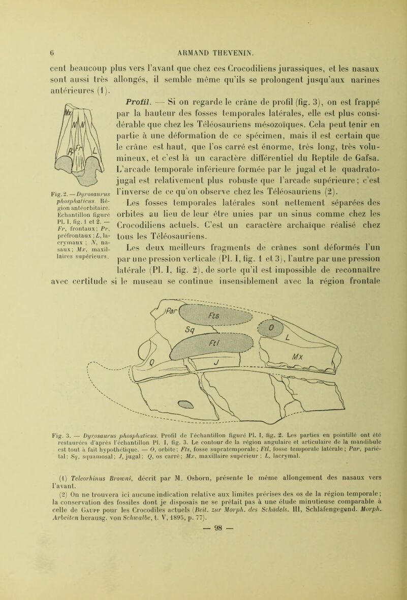 cent beaucoup plus vers l’avant que chez ces Crocodiliens jurassiques, et les nasaux sont aussi très allongés, il semble même qu’ils se prolongent jusqu’aux narines antérieures (1). Fig. 2. — Dyrosaurus phosphaticus Ré- gion antéorbitairc. Echantillon figuré PI. I, fig. 1 et 2. — Fr, frontaux; Pr, préfrontaux ; L, la- crymaux ; N, na- saux ; Mx, maxil- laires supérieurs. Profil. — Si on regarde le crâne de profil (fig. 3), on est frappé par la hauteur des fosses temporales latérales, elle est plus consi- dérable que chez les Téléosauriens mésozoïques. Cela peut tenir en partie à une déformation de ce spécimen, mais il est certain que le crâne est haut, que l’os carré est énorme, très long, très volu- mineux, et c’est là un caractère différentiel du Reptile de Gafsa. L’arcade temporale inférieure formée par le jugal et le quadrato- jugal est relativement plus robuste que l’arcade supérieure; c’est l’inverse de ce qu’on observe chez les Téléosauriens (2). Les fosses temporales latérales sont nettement séparées des orbites au lieu de leur être unies par un sinus comme chez les Crocodiliens actuels. C’est un caractère archaïque réalisé chez tous les Téléosauriens. Les deux meilleurs fragments de crânes sont déformés l’un par une pression verticale (PL I, lig. 1 et 3), l’autre par une pression latérale (PL I, fig. 2), de sorte qu’il est impossible de reconnaître avec certitude si le museau se continue insensiblement avec la frontale Fig. 3. — Dyrosaurus phosphaticus. Profil de l'échantillon figuré PI. I, fig. 2. Les parties en pointillé ont été restaurées d'après l’échantillon PI. I, fig. 3. Le contour de la région angulaire et articulaire de la mandibule est tout à fait hypothétique. — O, orbite; Fts, fosse supratemporale; Ftl, fosse temporale latérale; Par, parié- tal; Sq. squamosal; jugal; Q, os carré; Mx, maxillaire supérieur; L, lacrymal. (1) Teleorhinus Broivni, décrit par M. Osborn, présente le même allongement des nasaux vers l’avant. (2) On ne trouvera ici aucune indication relative aux limites précises des os de la région temporale; la conservation des fossiles dont je disposais ne se prêtait pas à une étude minutieuse comparable à celle de Gaupp pour les Crocodiles actuels (Beil. zur Morph. des Schadels. 111, Schlàfengegend. Morph. Arbeitcn herausg. von Schwalbe, t. V, 1895, p. 77). 98 —