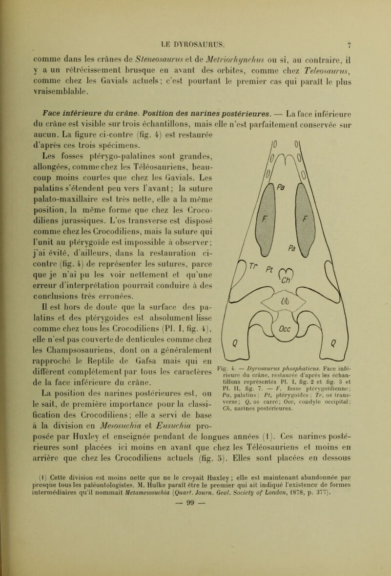 comme dans les crânes de Steneosaurus et de Metriorhynchus on si, au contraire, il y a un rétrécissement brusque en avant des orbites, comme chez Teleosaurus, comme chez les Gavials actuels ; c’est pourtant le premier cas qui paraît le plus vraisemblable. Face inférieure du crâne. Position des narines postérieures. — La lace inférieure du crâne est visible sur trois échantillons, mais elle n’est parfaitement conservée sur aucun. La figure ci-contre (fig. 4) est restaurée d’après ces trois spécimens. Les fosses ptérygo-palatines sont grandes, allongées, comme chez les Téléosauriens, beau- coup moins courtes que chez les Gavials. Les palatins s’étendent peu vers l’avant; la suture palato-maxillaire est très netle, elle a la même position, la même forme que chez les Croco- diliens jurassiques. L’os transverse est disposé comme chez les Crocodiliens, mais la suture qui l’unit au ptérygoïde est impossible à observer; j’ai évité, d’ailleurs, dans la restauration ci- contre (fig. 4) de représenter les sutures, parce que je n’ai pu les voir nettement et qu’une erreur d’interprétation pourrait conduire à des conclusions très erronées. Il est hors de doute que la surface des pa- latins et des ptérygoïdes est absolument lisse comme chez tous les Crocodiliens (PL I, fig. 4), elle n’est pas couverte de denticules comme chez les Champsosauriens, dont on a généralement rapproché le Reptile de Gafsa mais qui en diffèrent complètement par tous les caractères de la face inférieure du crâne. La position des narines postérieures est, on le sait, de première importance pour la classi- fication des Crocodiliens; elle a servi de base à la division en Mesosuchia et Emuchia pro- posée par Huxley et enseignée pendant de longues années (1). Ces narines posté- rieures sont placées ici moins en avant que chez les Téléosauriens et moins en arrière que chez les Crocodiliens actuels (fig. 5). Elles sont placées en dessous Fig. 4. — Dtjrosaurus phosphaticus. Face infé- rieure du crâne, restaurée d’après les échan- tillons représentés PI. I, fig. 2 et fig. 3 et PI. II, fig. 7. — F, fosse ptérvgoïdienne; Pa, palatins ; Pt, ptérygoïdes ; Tr, os trans- verse; Q, os carré; Occ, condyle occipital; Ch, narines postérieures. (I) Cette division est moins nette que ne le croyait Huxley; elle est maintenant abandonnée par presque tous les paléontologistes. M. Hulke paraît être le premier qui ait indiqué l’existence de formes intermédiaires qu’il nommait Metamesosuchia (Quart. Journ. Geol. Society of London, 1878, p. 377). — 99 —