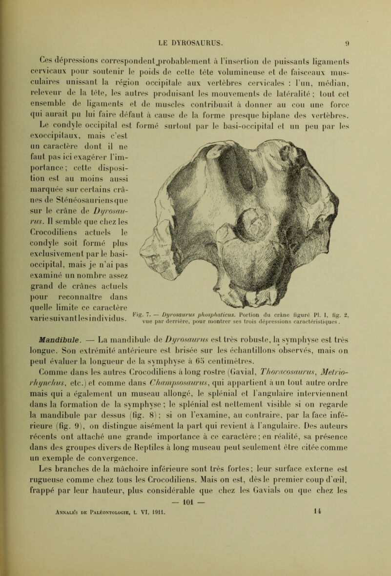 Ces dépressions correspondentjirobablement à l’insertion de puissants ligaments cervicaux pour soutenir le poids de cette tète volumineuse et de faisceaux mus- culaires unissant la région occipitale aux vertèbres cervicales : l’un, médian, releveur de la tète, les autres produisant les mouvements de latéralité; tout cet ensemble de ligaments et de muscles contribuait à donner au cou une force qui aurait pu lui faire défaut à cause de la forme presque biplane des vertèbres. Le condyle occipital est formé surtout par le basi-occipital et un peu par les exoccipilaux, mais c’est un caractère dont il ne faut pas ici exagérer l’im- portance ; cette disposi- tion est au moins aussi marquée sur certains crâ- nes de Sténéosauriensque sur le crâne de Dyrosau- rus. Il semble que chez les Crocodiliens actuels le condyle soit formé plus exclusivement parle basi- occipital, mais je n’ai pas examiné un nombre assez grand de crânes actuels pour reconnaître dans quelle limite ce caractère va rie suivant Ips individus Fig‘ 7- — Dyrosaurus phosphaticus. Portion du crâne figuré PI. I, (ig. 2, vai il suivcuiii niai \ mus. vue par derrière, pour montrer ses trois dépressions caractéristiques . Mandibule. — La mandibule de Dyrosaurus est très robuste, la symphyse est très longue. Son extrémité antérieure est brisée sur les échantillons observés, mais on peut évaluer la longueur de la symphyse à 65 centimètres. Comme dans les autres Crocodiliens à long rostre (Gavial, Thoracosaurus, Metrio- rhynchvs, etc.) et comme dans Champsosaurus, qui appartient à un tout autre ordre mais qui a également un museau allongé, le splénial et l’angulaire interviennent dans la formation de la symphyse ; le splénial est nettement visible si on regarde la mandibule par dessus (fîg. 8) ; si on l’examine, au contraire, par la face infé- rieure (fig. 9), on distingue aisément la part qui revient à l’angulaire. Des auteurs récents ont attaché une grande importance à ce caractère; en réalité, sa présence dans des groupes divers de Reptiles à long museau peut seulement être citée comme un exemple de convergence. Les branches de la mâchoire inférieure sont très fortes; leur surface externe est rugueuse comme chez tous les Crocodiliens. Mais on est, dès le premier coup d’œil, frappé par leur hauteur, plus considérable que chez les Gavials ou que chez les — 101 — Annale's de Paléontologie, t. VI, 1911. 14