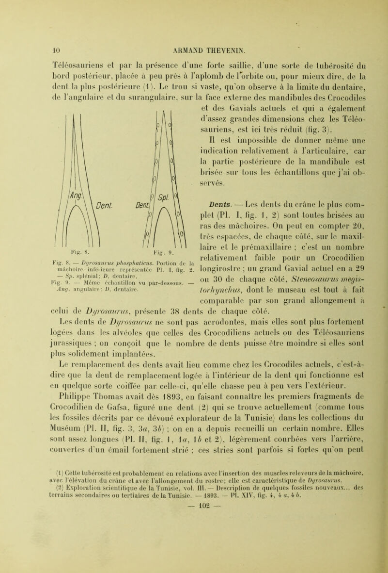 Téléosauriens et par la présence d’une forte saillie, d’une sorte de tubérosité du bord postérieur, placée à peu près à l’aplomb de l'orbite ou, pour mieux dire, de la dent la plus postérieure (1 ). Le trou si vaste, qu’on observe à la limite du dentaire, de l’angulaire et du surangulaire, sur la face externe des mandibules des Crocodiles Fig. 8. — Di/rosaurus phosplialicus. Portion de la . 1 2 mâchoire inieiieure représentée pi. i, fig. 2. longirostre ; un grand Cavial actuel en a 29 celui de Dyrosaunts, présente 38 dents de chaque côté. Les dents de Dyrosaurus ne sont pas acrodontes, mais elles sont plus fortement logées dans les alvéoles que celles des Crocodiliens actuels ou des Téléosauriens jurassiques ; on conçoit que le nombre de dents puisse être moindre si elles sont plus solidement implantées. Le remplacement des dents avait lieu comme chez les Crocodiles actuels, c’est-à- dire que la dent de remplacement logée à l’intérieur de la dent qui fonctionne est en quelque sorte coiffée par celle-ci, qu’elle chasse peu à peu vers l’extérieur. Philippe Thomas avait dès 1893, en faisant connaître les premiers fragments de Crocodilien de Gafsa, figuré une dent (2) qui se trouve actuellement (comme tous les fossiles décrits par ce dévoué explorateur de la Tunisie) dans les collections du Muséum (PL IC fig- 3, 3«, 2b) ; on en a depuis recueilli un certain nombre. Elles sont assez longues (PL II, fig. 1, i«, 1 b et 2), légèrement courbées vers l’arrière, couvertes d’un émail fortement strié ; ces stries sont parfois si fortes qu’on peut (1) Cette tubérosité est probablement en relations avec 1 insertion «les muscles releveurs (le la mâchoire, avec l’élévation du crâne et avec l’allongement du rostre; elle est caractéristique de Dyrosaurus. (2) Exploration scientilique de la Tunisie, vol. 111.— Descriplion de quelques fossiles nouveaux... des terrains secondaires ou tertiaires de la Tunisie. — 1893. — PI. XIV, fig. 4, 4 a, 4 6. et des Gavials actuels et qui a également d’assez grandes dimensions chez les Téléo- sauriens, est ici très réduit (fig. 3). Il est impossible de donner même une indication relativement à l’articulaire, car la partie postérieure de la mandibule est brisée sur tous les échantillons que j’ai ob- servés. Dents. — Les dents du crâne le plus com- plet (PL I, fig. 1, 2) sont toutes brisées au ras des mâchoires. On peut en compter 20, très espacées, de chaque côté, sur le maxil- laire et le prémaxillaire ; c'est un nombre relativement faible poiir un Crocodilien ou 30 de chaque côté, Steneo.saurus megis- torhynchus, dont le museau est tout à fait comparable par son grand allongement à Fig. 9. — Même échantillon vu par-dessous. Any, angulaire: D. dentaire.