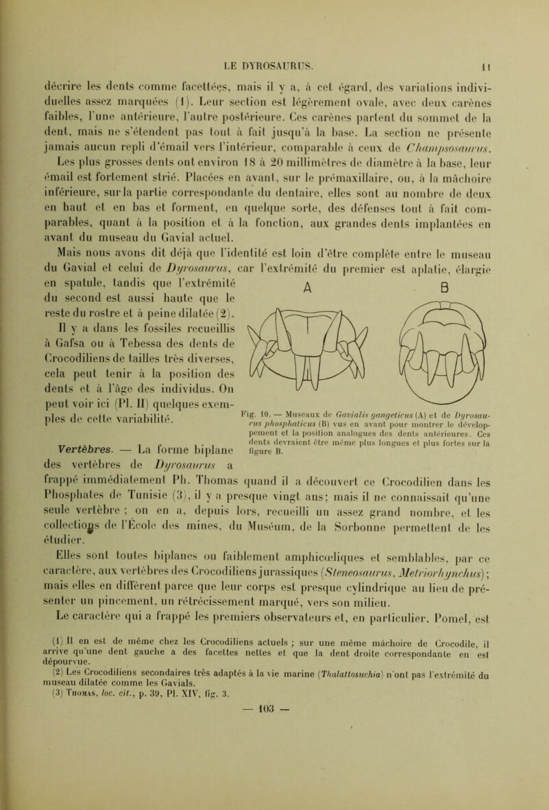 décrire les dents comme facettées, mais il y a, à cet égard, des variations indivi- duelles assez marquées (1). Leur section est légèrement ovale, avec deux carènes faibles, l une antérieure, l’autre postérieure. Ces carènes partent du sommet de la dent, mais ne s’étendent pas tout à fait jusqu’à la base. La section ne présente jamais aucun repli d’émail vers l’intérieur, comparable à ceux de Champsosaurus. Les plus grosses dents ont environ 18 à 20 millimètres de diamètre à la base, leur émail est fortement strié. Placées en avant, sur le prémaxillaire, ou, à la mâchoire inférieure, sur la partie correspondante du dentaire, elles sont au nombre de deux en haut et en bas et forment, en quelque sorte, des défenses tout à fait com- parables, quant à la position et à la fonction, aux grandes dents implantées en avant du museau du Gavial actuel. Mais nous avons dit déjà que l’identité est loin d’être complète entre le museau du Gavial et celui de Dyrosaurus, car l’extrémité du premier est aplatie, élargie en spatule, tandis que l’extrémité du second est aussi haute que le l'este du rostre et à peine dilatée (2). Il y a dans les fossiles recueillis à Gafsa ou à Tebessa des dents de Crocodiliens de tailles très diverses, cela peut tenir à la position des dents et à l’âge des individus. On peut voir ici (PL II) quelques exem- ples de cette variabilité. A B Fig. 10. — Museaux de Gavialis gangeticus (A) et de Dyrosau- rus phosphaticus (B) vus en avant pour montrer le dévelop- pement et la position analogues des dents antérieures. Ces dents devraient être même plus longues et plus fortes sur la figure B. Vertèbres. — La forme biplane des vertèbres de Dyrosaurus a frappé immédiatement Pli. Thomas quand il a découvert ce Crocodilien dans les Phosphates de Tunisie (3), il y a presque vingt ans; mais il ne connaissait qu’une seule vertèbre ; on en a, depuis lors, recueilli un assez grand nombre, et les collections de l’École des mines, du Muséum, de la Sorbonne permettent de les étudier. Elles sont toutes biplanes ou laiblement amphicœliques et semblables, par ce caractère, aux vertèbres des Crocodiliens jurassiques (Steneosaurus, Metriorh ynchus) ; mais elles en diffèrent parce que leur corps est presque cylindrique au lieu de pré- senter un pincement, un rétrécissement marqué, vers son milieu. Le caractère qui a frappé les premiers observateurs et, en particulier, Pomel, est (1) Il en est de même chez les Crocodiliens actuels ; sur une même mâchoire de Crocodile, il arrive qu une dent gauche a des facettes nettes et que la dent droite correspondante en est dépourvue. (2) Les Crocodiliens secondaires très adaptés à la vie marine (Tluilattosuchia) n ont pas l’extrémité du museau dilatée comme les Gavials. (3) Thomas, loc. cit., p. 39, PL XIV, Hg. 3. — 103 —