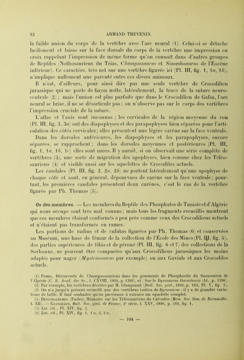 la faible union du corps de la vertèbre avec l’arc neural (1). Celui-ci se détache facilement et laisse sur la face dorsale du corps de la vertèbre une impression en croix rappelant l’impression de même forme qu’on connaît dans d’autres groupes de Reptiles (Nothosauriens du Trias, Champsosaums et Simœdosaurus de l’Éocène inférieur). Ce caractère, très net sur une vertèbre figurée ici (PI. III, fig. 1, la, \b), n’implique nullement une parenté entre ces divers animaux. 11 n’est, d’ailleurs, pour ainsi dire pas une seule vertèbre de Crocodilien jurassique qui ne porte de façon nette, latéralement, la trace de la suture neuro- centrale (2) ; mais l’union est plus parfaite que dans le Crocodilien de Gafsa, l’arc neural se brise, il ne se désarticule pas ; on n’observe pas sur le corps des vertèbres l’impression cruciale de la suture. L’atlas et l’axis sont inconnus ; les cervicales de la région moyenne du cou (PI. III, fig. 3, 3a) ont des diapophyses et des parapophyses bien séparées pour l’arti- culation des côtés cervicales; elles présentent une légère carène sur la face ventrale. Dans les dorsales antérieures, les diapophyses et les parapophyses, encore séparées, se rapprochent ; dans les dorsales moyennes et postérieures (PL III, fig. I, la, I b, le) elles sont unies. 11 y aurait, si on observait une série complète de vertèbres (3), une sorte de migration des apophyses, bien connue chez les Téléo- sauriens (4) et visible aussi sur les squelettes de Crocodiles actuels. Les caudales (PI. III, tig. 2, 2a, 2b) ne portent latéralement qu’une apophyse de chaque côté et sont, en général, dépourvues de carène sur la face ventrale; pour- tant, les premières caudales présentent deux carènes, c’est le cas de la vertèbre figurée par Ph. Thomas (5). Os des membres. — Les membresdu Reptile des Phosphates de Tunisie et d’Algérie qui nous occupe sont très mal connus; mais tous les fragments recueillis montrent que ces membres étaient conformés à peu près comme ceux des Crocodiliens actuels et n’étaient pas transformés en rames. Les portions de radius et de cubitus figurées par Ph. Thomas (6) et conservées au Muséum, une base de fémur de la collection de l’Ecole des Mines (Pl. III, fig. 5), des parties supérieures de tibia et de péroné (Pl. III, fig. 0 et 7) des collections de la Sorbonne, ne peuvent être comparées qu’aux Crocodiliens jurassiques les moins adaptés pour nager (Mi/striomuru-s par exemple) ou aux Gavials et aux Crocodiles actuels. (1) Pomei., Découverte de Champsosauriens dans les gisements de Phosphorite du Suessonien de l'Algérie [G. II. Acad, des Sc., t. CXVIII, 1894, p. 1309), et : Sur le Dyrosaurus tlievestensis (Id., p. 1396). (2) Par exemple, les vertèbres décriles par M. Glangeaud (Bull. Soc. jéol., 1896, p. 162, Pl. V, fig. 1). (3) On n’a jusqu’à présent recueilli que des vertèbres isolées de Dyrosaurus : il y a de glandes varia- tions de taille. Il faut souhaiter qu’on parvienne à extraire un squelette complet. (4) Deslongchamps (Eudes), Mémoire sur les Téléosauriens du Calvados (Mém. Soc. linn. de Normandie, t. XII). — Glangeaud, Bull. Soc. géol. de France, 21 2 3 4 5-' série, t. XXV, 1896, p. 161, tig. 1. (5) Loc. cit., Pl. Xiv, fig. 3. (G) Loc. cit., Pl. XIV, fig. 1, 1 a, 2, 2 a. 104