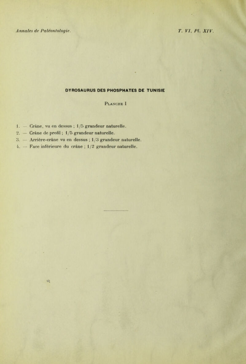 OYROSAURUS DES PHOSPHATES DE TUNISIE Planche I 1. Crâne, vu en dessus ; i/5 grandeur naturelle. 2. — Crâne de profil ; 1/5 grandeur naturelle. 3. — Arrière-crâne vu en dessus ; 1/3 grandeur naturelle. 4. — Face inférieure du crâne; 1/2 grandeur naturelle. *1