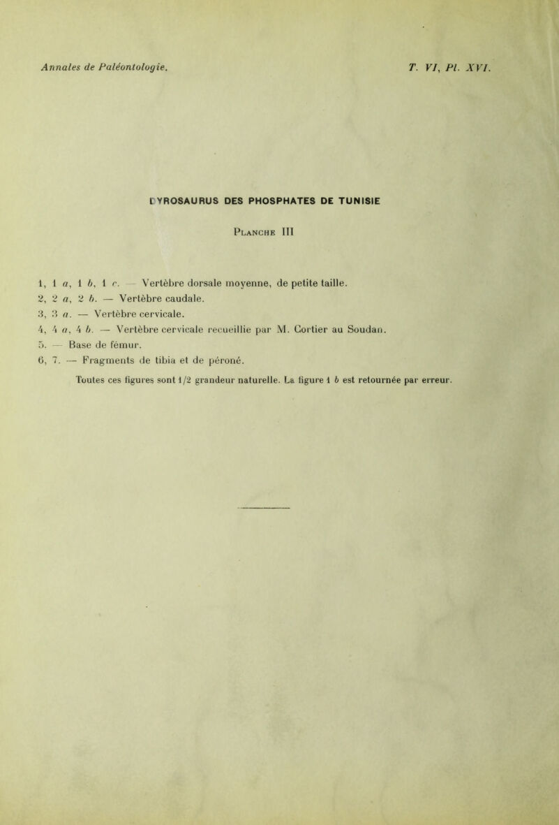 tYROSAURUS DES PHOSPHATES DE TUNISIE Planche III 1, 1 «, 1 b, 1 r. — Vertèbre dorsale moyenne, de petite taille. 2, 2 a, 2 b. — Vertèbre caudale. 3, 3 a. — Vertèbre cervicale. 4, 4 a, 4 b. — Vertèbre cervicale recueillie par M. Cortier au Soudan. 5, — Base de fémur. 6, 7. — Fragments de tibia et de péroné. Toutes ces figures sont 1/2 grandeur naturelle. La figure 1 b est retournée par erreur.