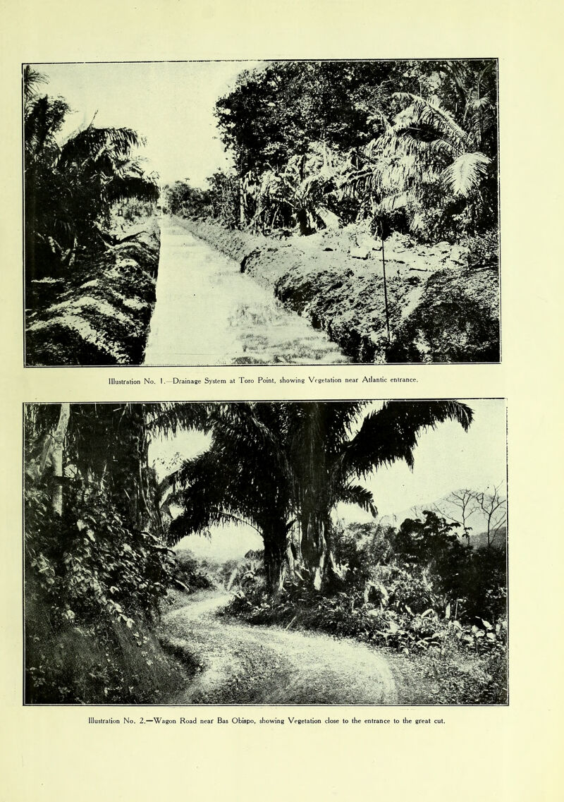 Illustration No. 2.-Wagon Road near Bas Obispo, showing Vegetation close to the entrance to the great cut.