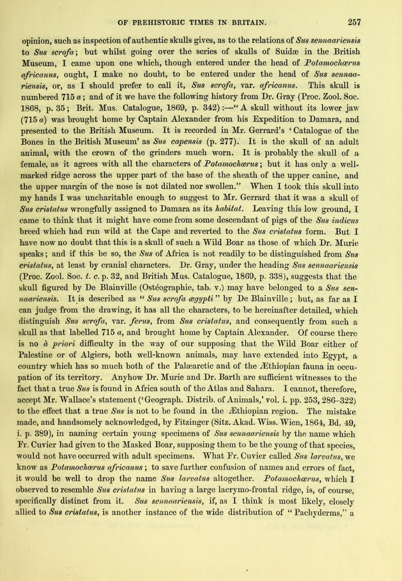 opinion, such as inspection of authentic skulls gives, as to the relations of Sus sennaariensis to Sus scrofa-, hut whilst going over the series of skulls of Suidge in the British Museum, I came upon one which, though entered under the head of Potamochcerus africmms, ought, I make no doubt, to be entered under the head of Sus sennaa- riensis, or, as I should prefer to call it, Sus scrofa, var. africanus. This skull is numbered 715 a; and of it we have the following history from Dr. Gray (Proc. Zool. Soc. 1868, p. 35; Brit. Mus. Catalogue, 1869, p. 342):—“ A skull without its lower jaw (715 a) was brought home by Captain Alexander from his Expedition to Damara, and presented to the British Museum. It is recorded in Mr. Gerrard’s ‘ Catalogue of the Bones in the British Museum’ as Sus ca/pensis (p. 277). It is the skull of an adult animal, with the crown of the grinders much worn. It is probably the skull of a female, as it agrees with all the characters of JPotamochcerus; hut it has only a well- marked ridge across the upper part of the base of the sheath of the upper canine, and the upper margin of the nose is not dilated nor swollen.” When I took this skull into my hands I was uncharitable enough to suggest to Mr. Gerrard that it was a skull of Sus cristatus wrongfully assigned to Damara as its habitat. Leaving this low ground, I came to think that it might have come from some descendant of pigs of the Sus indicus breed which had run wild at the Cape and reverted to the Sus cristatus form. But I have now no doubt that this is a skull of such a Wild Boar as those of which Dr. Murie speaks; and if this be so, the Sus of Africa is not readily to be distinguished from Sus cristatus, at least by cranial characters. Dr. Gray, under the heading Sus sennaariensis (Proc. Zool. Soc. t. c. p. 32, and British Mus. Catalogue, 1869, p. 338), suggests that the skull figured by De Blainville (Osteographie, tab. v.) may have belonged to a Sus sen- naariensis. It is described as “ Sus scrofa cegypti ” by De Blainville ; but, as far as I can judge from the drawing, it has all the characters, to be hereinafter detailed, which distinguish Sus scrofa, var. ferus, from Sus cristatus, and consequently from such a skull as that labelled 715 a, and brought home by Captain Alexander. Of course there is no d priori difficulty in the way of our supposing that the Wild Boar either of Palestine or of Algiers, both well-known animals, may have extended into Egypt, a country which has so much both of the Palsearctic and of the J5thiopian fauna in occu- pation of its territory. Anyhow Dr. Murie and Dr. Barth are sufiicient witnesses to the fact that a true Sus is found in Africa south of the Atlas and Sahara. I cannot, therefore, accept Mr. Wallace’s statement (‘Geograph. Distrib. of Animals,’ vol. i. pp. 253, 286-322) to the effect that a true Sus is not to be found in the -Ethiopian region. The mistake made, and handsomely acknowledged, by Eitzinger (Sitz. Akad. Wiss. Wien, 1864, Bd. 49, i. p. 389), in naming certain young specimens of Sus sennaariensis by the name which Er. Cuvier had given to the Masked Boar, supposing them to be the young of that species, would not have occurred with adult specimens. What Er. Cuvier called Sus larvatus, we know as Fotamochoerus africanus; to save further confusion of names and errors of fact, it would be well to drop the name Sus larvatus altogether. Fotamochoerus, which I observed to resemble Sus cristatus in having a large lacrymo-frontal ridge, is, of course, specifically distinct from it. Sus sennaariensis, if, as I think is most likely, closely allied to Sus cristatus, is another instance of the wide distribution of “ Pachyderms,” a