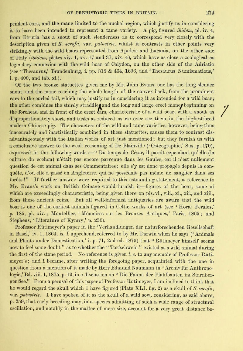 pendent ears, and the mane limited to the nuchal region, which justify us in considering it to have been intended to represent a tame variety. A pig, figured ibidem, pi. iv. 4, from Etruria has a snout of such slenderness as to correspond very closely with the description given of S. scrofa, var. palustris, whilst it contrasts in other points very strikingly with the wild boars represented from Apuleia and Lucania, on the other side of Italy {ibidem, plates xiv. 1, xv. 17 and 37, xix. 4), which have as close a zoological as legendary connexion with the wild boar of Calydon, on the other side of the Adriatic (see ‘Thesaurus,’ Brandenburg, i. pp. 318 & 464, 1696, and ‘Thesaurus Numismaticus,’ i. p. 400, and tab. xL). Of the two bronze statuettes given me by Mr. John Evans, one has the long slender snout, and the mane reaching the whole length of the convex back, from the prominent ears to the curled tail, which may justify us in considering it as intended for a wild boar; the other combines the sturdy straddle^and the long and large erect man^ beginning on the forehead and in front of the erect ears, characteristic of a wild boar, with a snout as disproportionately short, and tusks as reduced as we ever see them in the highest-bred modern Chinese pig. The characters of the wild and tame varieties, however, being thus inaccurately and inartistically combined in these statuettes, causes them to contrast dis- advantageously with the Italian works of art just mentioned; but they furnish us with a conclusive answer to the weak reasoning of Be Blainville (‘ Osteographie,’ Sus, p. 170), expressed in the following words :—“ Bu temps de Cesar, il parait cependant qu’elle (la culture du cochon) n’etait pas encore parvenue dans les Gaules, car il n’est nullement question de cet animal dans ses Commentaires; elle s’y est done propagee depuis la con- quete, d’ou elle a passe en Angleterre, qui ne possedait pas meme de sanglier dans ses forets !” If further answer were required to this astounding statement, a reference to Mr. Evans’s work on British Coinage would furnish it—figures of the boar, some of which are exceedingly characteristic, being given there on pis. vi., viii., xi., xii., and xiii., from those ancient coins. But all well-informed antiquaries are aware tliat the wild boar is one of the earliest animals figured in Celtic works of art (see ‘ Iloras Eerales,’ p. 185, pi. xiv.; Montellier, ‘ Memoires sur les Bronzes Antiques,’ Paris, 1865; and Stephens, ‘ Literature of Kymry,’ p. 250). Professor Blitimeyer’s paper in the ‘ Verhandlungen der naturforschenden Gesellschafb in Basel,’ iv. 1, 1864, is, I apprehend, referred to by Mr. Barwin when he says (‘ Animals and Plants under Bomestication,’ i. p. 71, 2nd ed. 1875) that “ Butimeyer himself seems now to feel some doubt ” as to whether the “ Torfscliwein ” existed as a wild animal during the first of the stone period. No reference is given 1. c. to any memoir of Professor Bfiti- meyer’s; and I became, after writing the foregoing paper, acquainted witli the one in question from a mention of it madeby Herr Edmund Naumann in ‘ Archiv fiir Anthropo- logic,’ Bd. viii. 1,1875, p. 19, in a discussion on “ Bie Eauna der Pfahlbauten im Stariiber- ger See.” Erom a perusal of this paper of Professor llutimeyer, I am inclined to think that he would regard the skull which I have figured (Plate XLI. fig. 2) as a skull of N. scrofa, var. palustris. I have spoken of it as the skull of a wild sow, considering, as said above, p. 259, that early breeding may, in a species admitting of such a wide range of structural oscillation, and notably in the matter of mere size, account for a very great distance be-