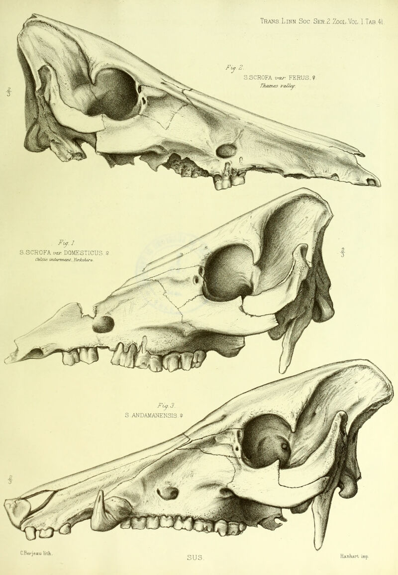 Trans.Libn Soc. Ser.2,Zool.Yol.1.Tab.41 C.Bei*jeau litli, sus. Hanhart imp. Z. S.SCROFA FERUS.? rjiames vaZley. Fx^.l. S.SCROFA ixLT. DOMESTICUS..?^ OeZctc i7t£€F73te^U■, Yorkshire^. Fi^.3. S ANDAMANENSIS.?