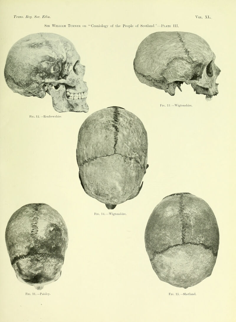 Fic. 11. — Paisley. Fio, 1-3,—'Wigtoiishire. Fig. 14.—Wigtoiisliire. Fio. 15.—Shetland.