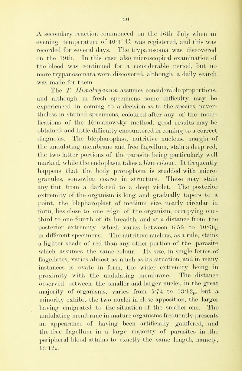 A secondary reaction eonnnenceJ on the IGtli July wlien an evening temperature of 40’3° C. was registered, and tliis was recorded for several days. The trypanosoma was discovered on the lOtli. In this case also microscopical examination of tlie hlotxl was continued for a considerable peiiod, but no moi-e trypanosomata were discovered, although a daily search was made for them. The T. Ilimalayanum assumes considerable proportions, and although in fresh specimens some difficulty may be experienced in coming to a decision as to the species, never- theless in stained specimens, coloured after any of the modi- hcations of the Romanowsky method, good results may be obtained and little difficulty encountered in coming to a coiTect diagnosis. The ble])haroplast, nutritive nucleus, n^argin of tlie undulating membrane and free tlagellum, stain a deep red, tlie two latter ])ortions of the parasite being particularly well marked, while the endoplasm takes a blue colour. It frequently happens that the body protoplasm is studded with micro- granules, somewhat coarse in structure. These may stain any tint from a dark-red to a deep violet. The posterior extremity (if the organisiit is long and gradually tapers to a point, the blepliaroplast of medium size, nearly circular in form, lies close to one edge of the organism, occupying one- third to one-fourth of its lireadtli, and at a distance from the posterior extremity, which varies between G'5G to 10'GG/^ in different specimens. The nutritive nucleus, as a rule, stains a lighter shade of red than any other portion (.>f the parasite which assumes the same C(,dour. Its size, in single forms of flagellates, varies almost as mucli as its situation, and in many instances is ovate in form, the wider extremity being in proximity with the undulating membrane. The distance observed between the smaller and larger nuclei, in the great majority of organisms, varies from 5’74 to 13T2ju, but a minority exhibit the two nuclei in close apposition, the larger havino’ emigrated to the situation of the smaller one. The undulating membrane in uiature organisms frequently presents an a]:)pearance of having Ijeen artificially gauffered, and the free flagellum in a large majority of ]>arasites in the peripheral blood attains to exactly the same length, namely.