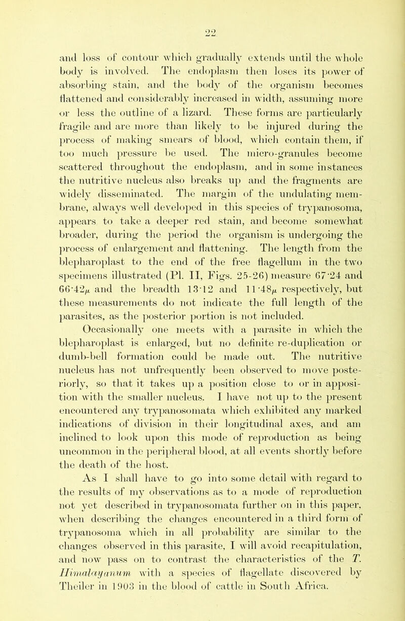 and loss of contour wliieli gTadually extends until the wliole body is involved. The endoplasm then loses its power of absorbing stain, and the l)ody of the organism becomes flattened and consideraljly increased in width, assuming more ur less the outline of a lizard. These forms are })articularly fragile and are more than likely to be injured during the process of making smears of blood, which contain them, if too much pressure be used. The mici’o-granules become scattered throughout tlie endoplasm, and in some instances the nutritive nucleus also breaks up and the fragments are widely disseminated. The margin of the undulating mem- brane, always well developed in this species of trypanosoma, a|)pears to take a deeper red stain, and become somewhat broader, during the period tlie organism is undergoing the ])rocess of enlargement and flattening. The length from the blepharo})last to tlie end of the free flagellum in the two specimens illustrated (PI. II, Figs. 25-26) measure 67‘24 and 66'42yu. and the breadth 13'12 and 11 respectively, but these measurements do not indicate the full length of the [)arasites, as the posterior portion is not included. Occasionally one meets with a parasite in which the ble})haroplast is enlarged, but no definite re-duplication or dumb-bell formation could he made out. The nutritive nucleus has not unfrequently been oliserved to move poste- riorly, so that it takes up a position close to or in apposi- tion with the smaller nucleus. I have not up to the present encountered any trypanosomata which exhibited any marked indications of division in their longitudinal axes, and am inclined to look upf)ii this mode of reproduction as being uncommon in the peripheral blood, at all events shortly before the deatli of the host. As I shall have to go into some detail with regard to the results of my observations as to a mode of reproduction not yet described in trypanosomata further on in this paper, when descriliincf the changes encountered in a tliird form of tiypanosoma whicli in all probability are similar to the changes observed in this parasite, I will avoid recapitulation, and now pass on to contrast the characteristics of the 7\ llmialmjanum with a species of flagellate discovered b}^ Theiler in 19U3 in the blood of cattle in South Africa.