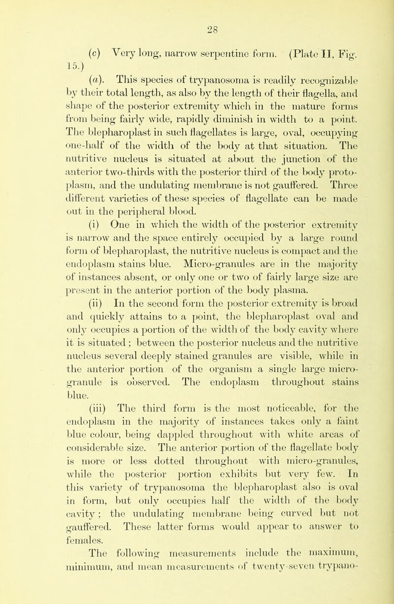 (c) Very long, narrow serpentine form. (Plato II, Fig'. 15.) (a). This species of trypanosoma is readily recognizable by their total length, as also by the length of their flagella, and shape of the posterior extremity which in the mature forms from being fairly wide, rapidly diminish in width to a point. The blepharoplast in such flagellates is large, oval, occupying one-half of the width of the body at that situation. The nutritive nucleus is situated at about the junction of the anterior two-thirds with the posterior third of the body proto- plasm, and the undulating membrane is not gauffered. Three different varieties of these species of flagellate can be made out ill the peripheral blood. (i) One in v.diich the width of the posterior extremity is narrow and the space entirely occupied by a large round form of blepharoplast, the nutritive nucleus is compact and the endoplasm stains blue. Micro-granules are in the majority of instances absent, or only one or two of fairly large size are present in the anterior portion of the body plasma. (ii) In the second form the posterior extremity is broad and cjuickly attains to a point, the blepharoplast oval and only occupies a portion of the width of the body cavity where it is situated ; between the posterior nucleus and the nutritive nucleus several deeply stained granules are visible, while in the anterior portion of the organism a single large micro- granule is observed. The endoplasm throughout stains blue. (iii) The third form is the most noticeable, for the endoplasm in the majority of in.stances takes only a faint l)lue colour, being dappled throughout with white areas of considerable size. The anterior portion of the flagellate body is more or less dotted throughout with micro-granules, while the posterior portion exhibits but very few. In this variety of trypanosoma the blepharoplast also is oval in form, but only occupies half the width of the body cavity; the undulating memV)rane lieing curved but not gauffered. These latter forms would appear to answer to females. The following measurements include the maximum, minimum, and mean measurements of twenty-seven try})ano-