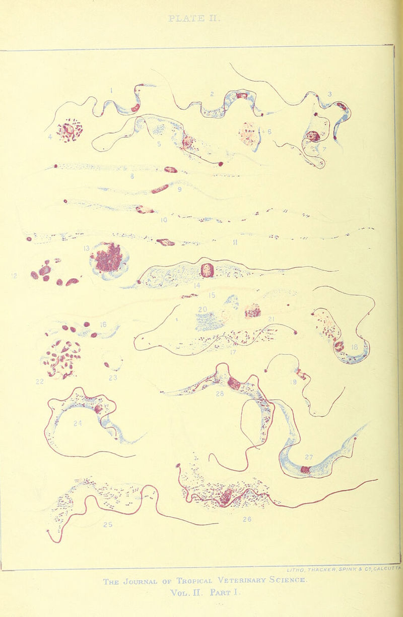 LITHO: THACKER. SPINX & C9,CALCUTTA The Journal op Tropical Veterinary Science. Voii. II. Part I. • 16 ^ \ -a,?? 0 /V:; 'r a»l 4)'.^ ■aa: