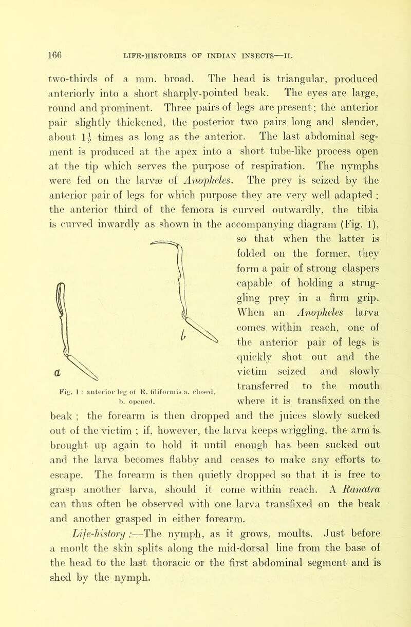 two-thirds of a inm. broad. The head is triangular, produced anteriorly into a short sharply-pointed beak. The eyes are large, round and prominent. Three pairs of legs are present; the anterior pair slightly thickened, the posterior two pairs long and slender, about 1^ times as long as the anterior. The last abdominal seg- ment is produced at the apex into a short tube-like process open at the tip which serves the purpose of respiration. The nymphs were fed on the larvse of Anopheles. The prey is seized by the anterior pair of legs for which purpose they are very well adapted : the anterior third of the femora is curved outwardly, the tibia is curved inwardly as shown in the accompanying diagram (Fig. 1), so that when the latter is folded on the former, they form a pair of strong claspers capable of holding a strug- gling prey in a firm grip. When an Anofheles larva comes within reach, one of the anterior pair of legs is quickly shot out and the victim seized and slowly transferred to the mouth where it is transfixed on the beak ; the forearm is then dropped and the juices slowly sucked out of the victim ; if, however, the larva keeps wriggling, the arm is brought up again to hold it until enough has been sucked out and the larva becomes flabby and ceases to make any efforts to escape. The forearm is then quietly dropped so that it is free to grasp another larva, should it come within reach. A Ranatra can thus often be observed with one larva transfixed on the beak and another grasped in either forearm. Life-history :—The nymph, as it grows, moults. Just before a moult the skin splits along the mid-dorsal line from the base of the head to the last thoracic or the first abdominal segment and is shed by the nymph. Fig’. 1 : anterior leg of K. tiliforinis a, olosed, b. oiiened.