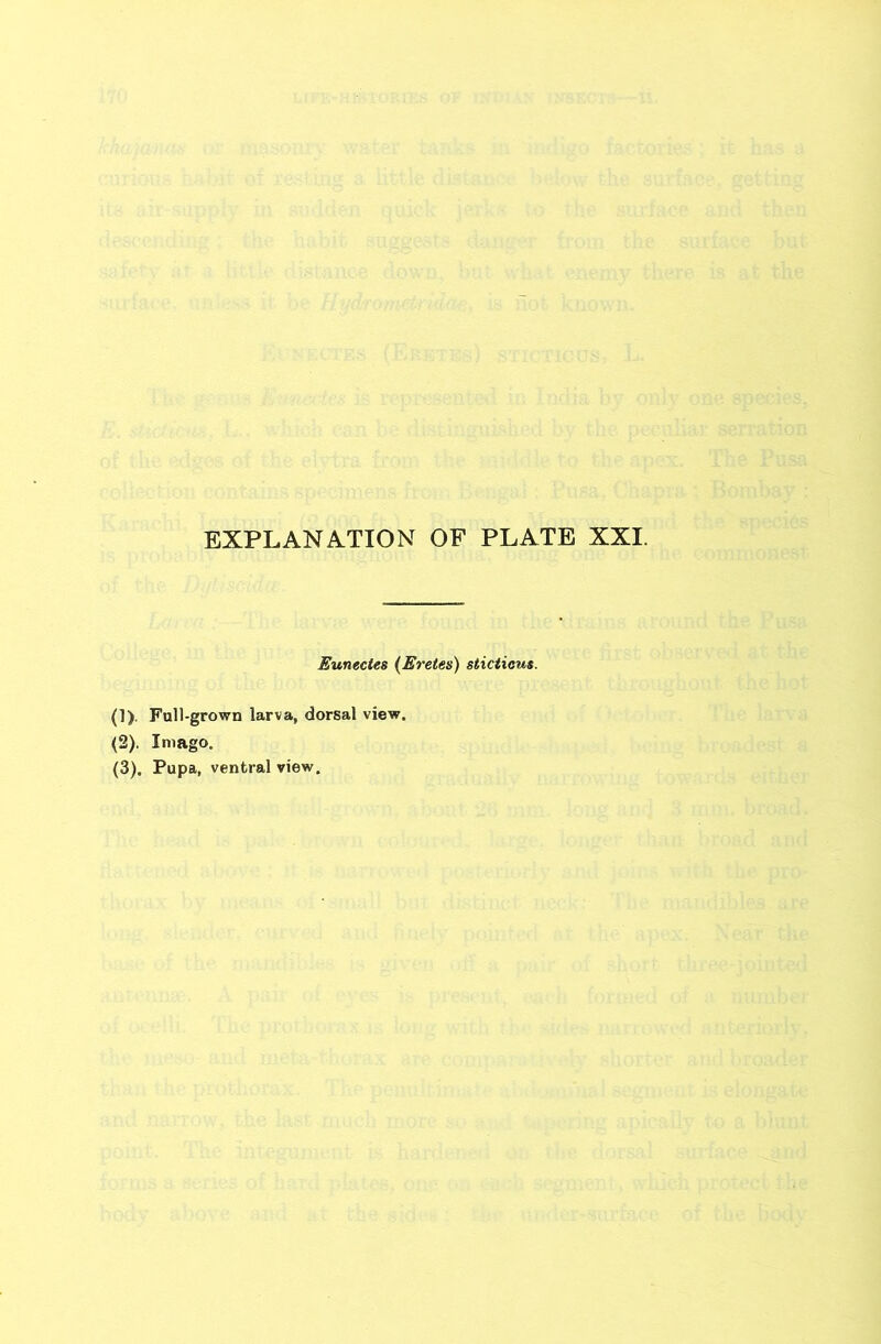 EXPLANATION OF PLATE XXI. Eunectes (Eretes) sticticus. (1) . Full-grown larva, dorsal view. (2) . Imago. (3) . Pupa, ventral view.