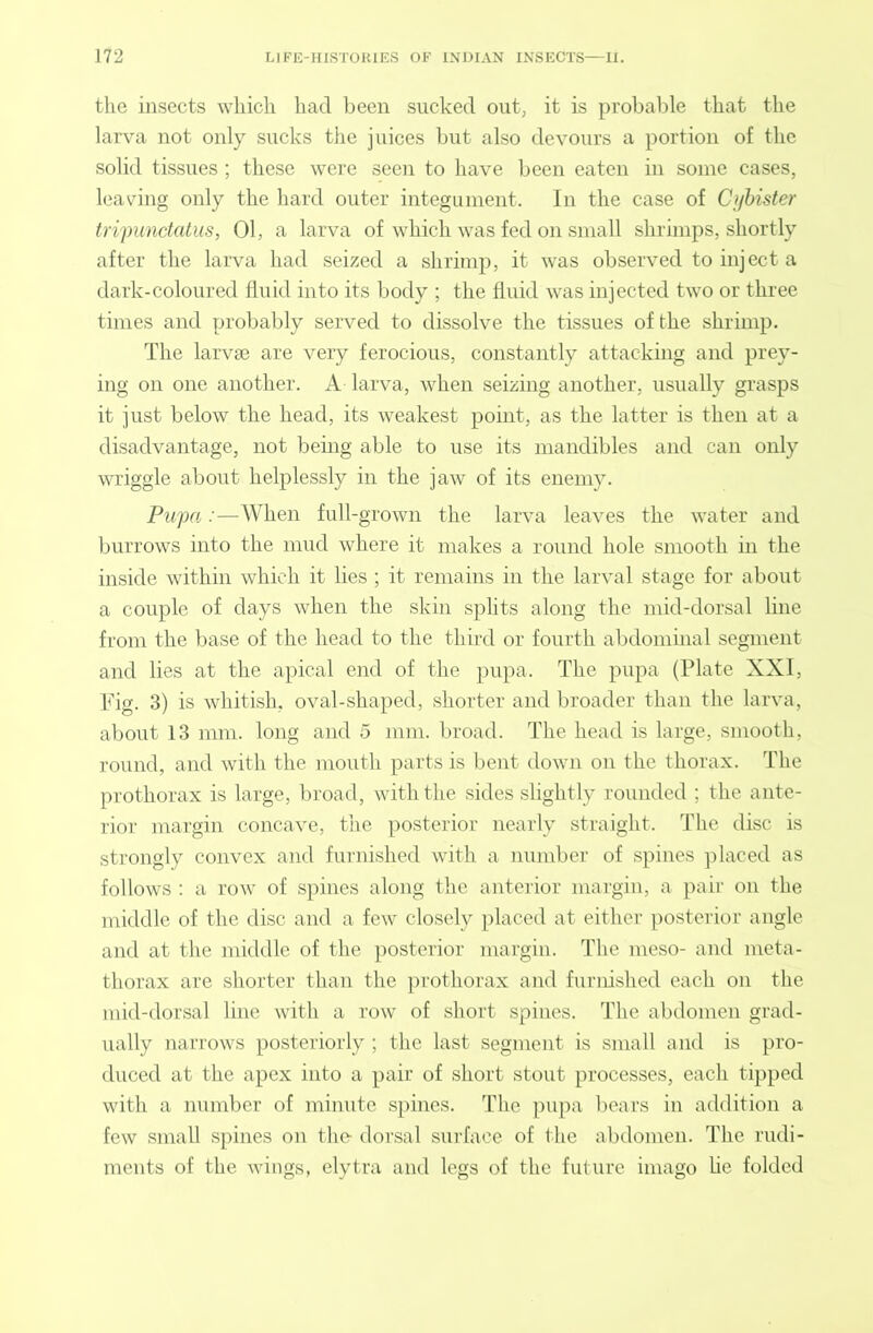 the insects which had been sucked out, it is probable that the larva not only sucks the juices but also devours a portion of the solid tissues ; these were seen to have been eaten in some cases, leaving only the hard outer integument. In the case of Cjjbister tri'punctatus, 01, a larva of which was fed on small shrimps, shortly after the larva had seized a shrimp, it was observed to inject a dark-coloured fluid into its body ; the fluid was injected two or three times and probably served to dissolve the tissues of the shrimp. The larvae are very ferocious, constantly attacking and prey- ing on one another. A larva, when seizing another, usually grasps it just below the head, its weakest point, as the latter is then at a disadvantage, not being able to use its mandibles and can only wriggle about helplessly in the jaw of its enemy. Pupa:—When full-grown the larva leaves the water and burrows into the mud where it makes a round hole smooth in the inside within which it lies ; it remains in the larval stage for about a couple of days when the skin splits along the mid-dorsal line from the base of the head to the third or fourth abdominal segment and lies at the apical end of the pupa. The pupa (Plate XXI, Fig. 3) is whitish, oval-shaped, shorter and broader than the larva, about 13 mm. long and 5 mm. broad. The head is large, smooth, round, and with the mouth parts is bent down on the thorax. The prothorax is large, broad, with the sides slightly rounded ; the ante- rior margin concave, the posterior nearly straight. The disc is strongly convex and furnished with a number of spines placed as follows ; a row of spines along the anterior margin, a pair on the middle of the disc and a few closely placed at either posterior angle and at the middle of the jiosterior margin. The meso- and meta- thorax are shorter than the jirothorax and furnished each on the mid-dorsal line with a row of short spines. The abdomen grad- ually narrows posteriorly ; the last segment is small and is pro- duced at the apex into a pair of short stout processes, each tipped with a number of minute spines. The ]mpa bears in addition a few small spines on the- dorsal surface of the abdomen. The rudi- ments of the wings, elytra and legs of the future imago lie folded
