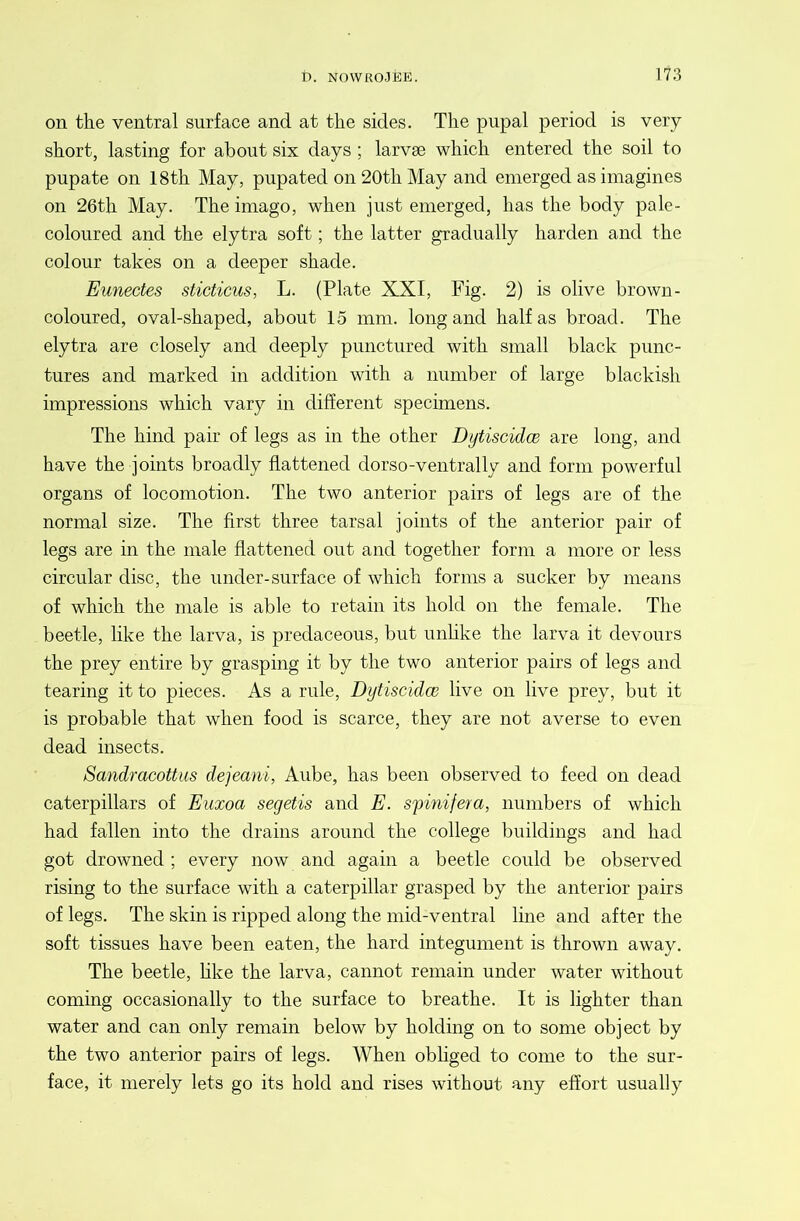 on the ventral surface and at the sides. The pupal period is very short, lasting for about six days ; larvse which entered the soil to pupate on 18th May, pupated on 20th May and emerged as imagines on 26th May. The imago, when just emerged, has the body pale- coloured and the elytra soft; the latter gradually harden and the colour takes on a deeper shade. Eunectes sticticus, L. (Plate XXI, Fig. 2) is olive brown- coloured, oval-shaped, about 15 mm. long and half as broad. The elytra are closely and deeply punctured with small black punc- tures and marked in addition with a number of large blackish impressions which vary in different specimens. The hind pair of legs as in the other Dytiscidw are long, and have the joints broadly flattened dorso-ventrally and form powerful organs of locomotion. The two anterior pairs of legs are of the normal size. The first three tarsal joints of the anterior pair of legs are in the male flattened out and together form a more or less circular disc, the under-surface of which forms a sucker by means of which the male is able to retain its hold on the female. The beetle, like the larva, is predaceous, but unhke the larva it devours the prey entire by grasping it by the two anterior pairs of legs and tearing it to pieces. As a rule, Dijtiscidce live on live prey, but it is probable that when food is scarce, they are not averse to even dead insects. Sandracottiis dejeani, Aube, has been observed to feed on dead caterpillars of Euxoa segetis and E. spinifera, numbers of which had fallen into the drains around the college buildings and had got drowned ; every now and again a beetle could be observed rising to the surface with a caterpillar grasped by the anterior pairs of legs. The skin is ripped along the mid-ventral line and after the soft tissues have been eaten, the hard integument is thrown away. The beetle, hke the larva, cannot remain under water without coming occasionally to the surface to breathe. It is lighter than water and can only remain below by holding on to some object by the two anterior pairs of legs. When obliged to come to the sur- face, it merely lets go its hold and rises without any effort usually