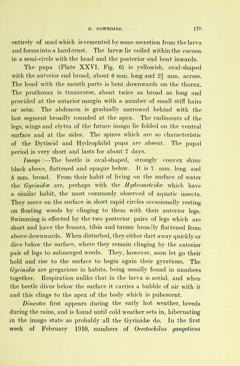 entirely of mud which is cemented by some secretion from the larva and forms into a hard crust. The larvse lie coiled within the cocoon in a semi-circle with the head and the posterior end bent inwards. The pupa (Plate XXVI, Fig. 6) is yellowish, oval-shaped with the anterior end broad, about 6 mm. long and mm. across. The head with the mouth parts is bent downwards on the thorax. The prothorax is transverse, about twice as broad as long and provided at the anterior margin with a number of small stiff hairs or setse. The abdomen is gradually narrowed behind with the last segment broadly rounded at the apex. The rudiments of the legs, wings and elytra of the future imago lie folded on the ventral surface and at the sides. The spines which are so characteristic of the Dytiscid and Hydrophilid pupa are absent. The pupal period is very short and lasts for about 7 days. Imago :—The beetle is oval-shaped, strongly convex shiny black above, flattened and opaque below. It is 7 mm. long and 5 mm. broad. From their habit of living on the surface of water the Gyrinidce are, perhaps with the Hydrometridce which have a similar habit, the most commonly observed of aquatic insects. They move on the surface in short rapid circles occasionally resting on floating weeds by clinging to them with their anterior legs. Swimming is effected by the two posterior pairs of legs which are short and have the femora, tibia and tarsus broadly flattened from above downwards. When disturbed, they either dart away quickly or dive below the surface, where they remain clinging by the anterior pair of legs to submerged weeds. They, however, soon let go their hold and rise to the surface to begin again their gyrations. The Gyrinidce are gregarious in habits, being usually found in numbers together. Respiration unlike that in the larva is aerial, and when the beetle dives below the surface it carries a bubble of air with it and this clings to the apex of the body which is pubescent. Dineutes first appears during the early hot weather, breeds during the rains, and is found until cold weather sets in, hibernating in the imago state as probably all the Gyrinidse do. In the first week of February 1910, numbers of Orectochilus gangetieus
