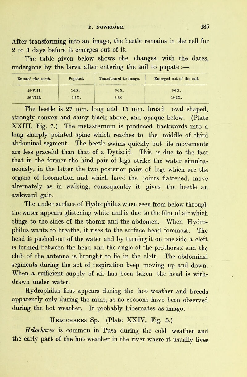 After transforming into an imago, the beetle remains in the cell for 2 to 3 days before it emerges out of it. The table given below shows the changes, with the dates, undergone by the larva after entering the soil to pupate :— Entered the earth. Pupated. Transformed to imago. Emerged out of the cell. 29-VIII. MX. C-IX. 9-IX. 29-VIII. 2-1X. S-IX. 10-IX. The beetle is 27 mm. long and 13 mm. broad, oval shaped, strongly convex and shiny black above, and opaque below. (Plate XXIII, Fig. 7.) The metasternum is produced backwards into a long sharply pointed spine which reaches to the middle of third abdominal segment. The beetle swims quickly but its movements are less graceful than that of a Dytiscid. This is due to the fact that in the former the hind pair of legs strike the water simulta- neously, in the latter the two posterior pairs of legs which are the organs of locomotion and which have the joints flattened, move alternately as in walking, consequently it gives the beetle an awkward gait. The under-surface of Hydrophilus when seen from below through the water appears glistening white and is due to the film of air which clings to the sides of the thorax and the abdomen. When Hydro- philus wants to breathe, it rises to the surface head foremost. The head is pushed olit of the water and by turning it on one side a cleft is formed between the head and the angle of the prothorax and the club of the antenna is brought to lie in the cleft. The abdominal segments during the act of respiration keep moving up and down. When a sufficient supply of air has been taken the head is with- drawn under water. Hydrophilus first appears during the hot weather and breeds apparently only during the rains, as no cocoons have been observed during the hot weather. It probably hibernates as imago. Helochaees Sp. (Plate XXIV, Fig. 5.) Helochares is common in Pusa during the cold weather and the early part of the hot weather in the river where it usually hves