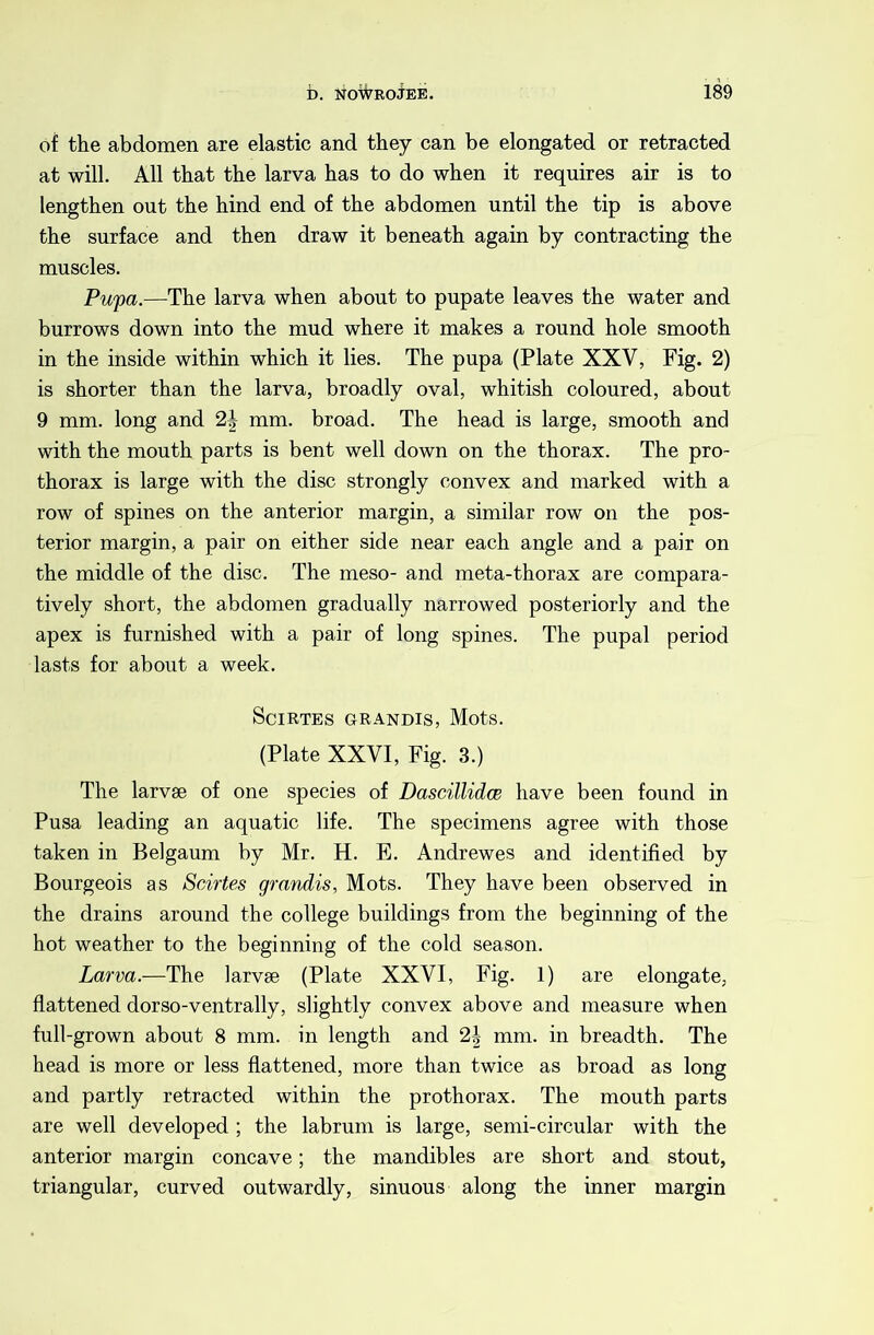 of the abdomen are elastic and they can be elongated or retracted at will. All that the larva has to do when it requires air is to lengthen out the hind end of the abdomen until the tip is above the surface and then draw it beneath again by contracting the muscles. Pupa.—The larva when about to pupate leaves the water and burrows down into the mud where it makes a round hole smooth in the inside within which it lies. The pupa (Plate XXV, Fig. 2) is shorter than the larva, broadly oval, whitish coloured, about 9 mm. long and 2| mm. broad. The head is large, smooth and with the mouth parts is bent well down on the thorax. The pro- thorax is large with the disc strongly convex and marked with a row of spines on the anterior margin, a similar row on the pos- terior margin, a pair on either side near each angle and a pair on the middle of the disc. The meso- and meta-thorax are compara- tively short, the abdomen gradually narrowed posteriorly and the apex is furnished with a pair of long spines. The pupal period lasts for about a week. SciRTES GRANDIS, MotS. (Plate XXVI, Fig. 3.) The larvse of one species of Dascillidce have been found in Pusa leading an aquatic life. The specimens agree with those taken in Belgaum by Mr. H. E. Andrewes and identified by Bourgeois as Scirtes grandis, Mots. They have been observed in the drains around the college buildings from the beginning of the hot weather to the beginning of the cold season. Larva.—The larvse (Plate XXVI, Fig. 1) are elongate, flattened dorso-ventrally, slightly convex above and measure when full-grown about 8 mm. in length and 2| mm. in breadth. The head is more or less flattened, more than twice as broad as long and partly retracted within the prothorax. The mouth parts are well developed ; the labrum is large, semi-circular with the anterior margin concave; the mandibles are short and stout, triangular, curved outwardly, sinuous along the inner margin
