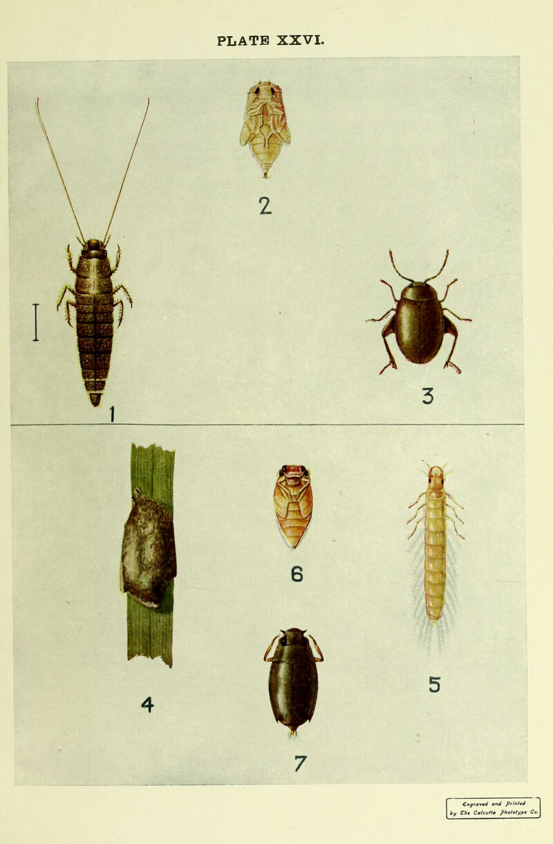 €ngrav€d and prinitd bt/ Zht Caleutia phoiotypt CeA