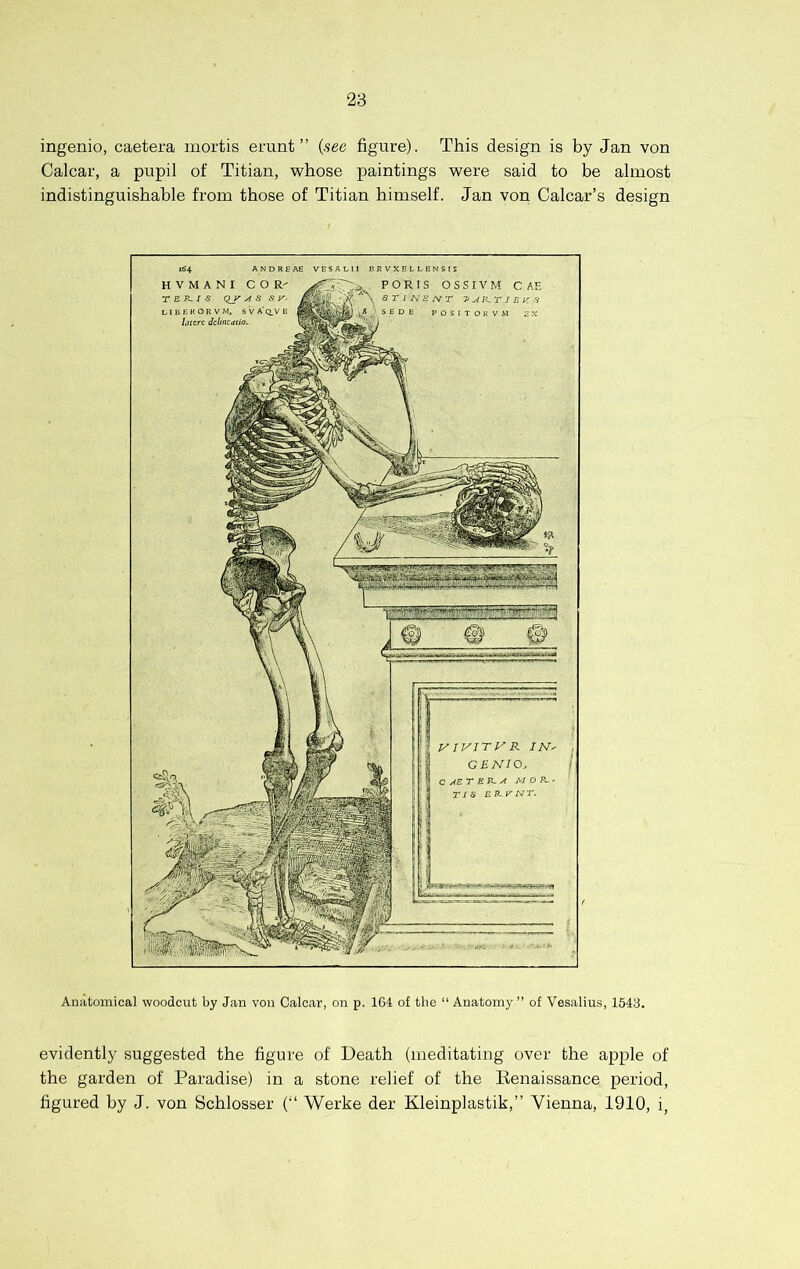 ingenio, caetera mortis erunt ” {see figure). This design is by Jan von Calcar, a pupil of Titian, whose paintings were said to be almost indistinguishable from those of Titian himself. Jan von Calcar’s design Anatomical woodcut by Jan von Calcar, on p. 164 of the “ Anatomy” of Vesalius, 1543. evidently suggested the figure of Death (meditating over the apple of the garden of Paradise) in a stone relief of the Eenaissance period, figured by J. von Schlosser (“ Werke der Kleinplastik,” Vienna, 1910, i.