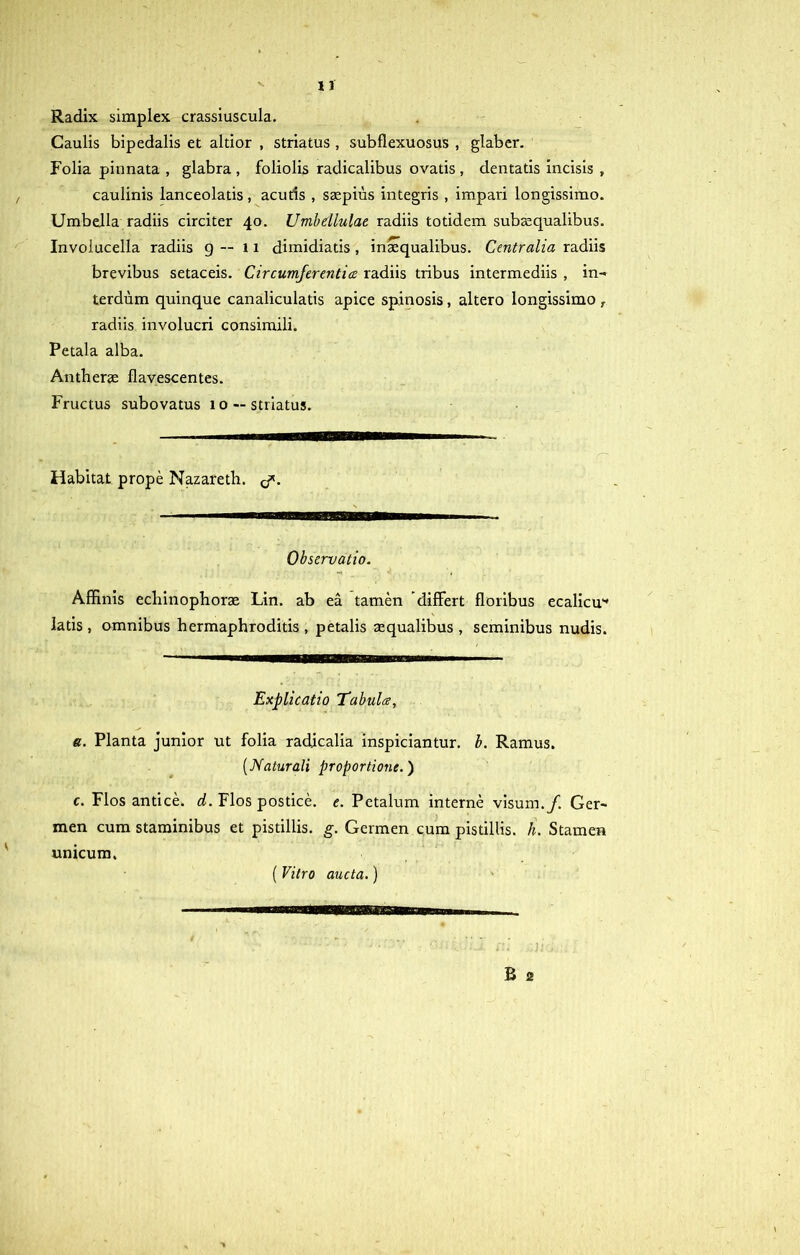 Radix simplex crassiuscula. Caulis bipedalis et aldor , striatus , subflexuosus , glaber. Folia pinnata , glabra , foliolis radicalibus ovatis , dentatis incisis , caulinis lanceolatis, acutis , saepius integris , impari longissimo. Umbella radiis circiter 40. Umbellulae radiis totidem subsequalibus. Invoiucella radiis 9 — 11 dimidiatis , inaequalibus. Centralia radiis brevibus setaceis. Circumferentia radiis tribus intermediis , in- terdum quinque canaliculatis apice spinosis, altero longissimo , radiis involucri consimili. Petala alba. Antherae flavescentes. Fructus subovatus 10 —striatus. Habitat prope Nazareth. </. Observatio. Affinis echinophorae Lin. ab ea tamen differt floribus ecalicu** latis , omnibus hermaphroditis , petalis aequalibus , seminibus nudis. Explicatio Tabula, a. Planta junior ut folia radjcalia inspiciantur. b. Ramus. (Naturali proportione.) c. Flos antice, d. Flos postice, e. Petalum interne visum./. Ger- men cum staminibus et pistillis, g. Germen cum pistillis, h. Stamen unicum. (Vitro aucta.) ni B 2