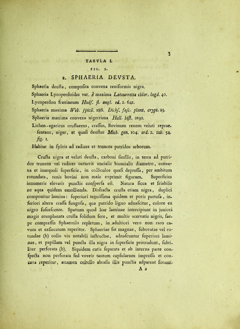 FiG. a. 2. SPHAERIA DEVSTA. Sphaeria deufta, compofita convexa reniformis nigra. Sphaeria Lycoperdoides var. maxima Latourrette cblor. lugd, 40. Lycoperdon fraxineum Hudf. fl. angi. ed. 2. 641. Sphaeria maxima ]^eb. Jpicil. 286. Dkkf. fafc. piant, crypt.23. Sphaeria maxima convexa nigerrima Hali. hiji. 2193. Lichen-agaricus c-rufiaeeus, craffus, Bovinum renem veiuti reprac. fentans, niger, et quafi deuftus Mich. gen. 104. ord.2. tab. 54. fig- I- Habitat in fylvis ad radices et truncos putridos arborum. Crufta nigra et veiuti deufta, carboni fimllis, in terra ad putri* dos truncos vel radices occurrit uncialis biuncialis diametro, conve- xa et inaequali fuperficie, in colliculos quafi deprelfa, per ambitum rotundata, renis bovini non male exprimit figuram. Superficies innumeris elevatis punctis confperfa eft. Natura ficca et friabilis ne aqua quidem emollienda. Disfradla crufta etiam nigra, duplici componitur lamina : fuperiori tertuiffima quidem et poris pertufa , in- feriori altera craffa fungofa, qua putrido ligno adnafcitur, colore ex nigro fufcefcente. Spatium quod hae laminae intercipiunt in juniori magis complanata crufla folidum fere, et multis acervatis nigris, fae- pe compreffis Sphaerulis repletum, in adultiori vero non raro ca- vum et exficcatum repentur. Sphaeriae fat magnae, fubovatae vel ro- tundae (b) collo vix notabili inftrudae, adnafcuntur fuperiori lami- nae, et papillam vel pundta illa nigra in fuperficie proaudunt, fubti. liter perforata (b). Siquidem cutis feparata et ab interna parte con- fpeda non perforata fed voveis tantum capfularum impreffa et con- cava repcritur, attamen cultello abrafis illis pundis adparent foranii- A a