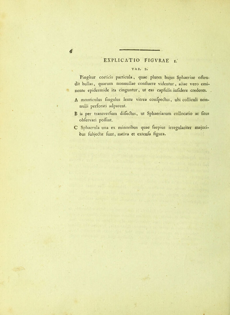 TAE. 2. Pingitur corticis particula, quae plures hujus Sphaeriae ofteu* dit bullas, quarum nonnullae conlluere videntur, aliae vero emi- nente epidermide ita cinguntur, ut eas capfulis, infidere crederes. A monticulus fmgulus lente vitrea confpedus, ubi colliculi non- nulli perforati adparent. B is per transverfum dlire(n:us, ut Sphaerlarum collocatio ac fitus obfervari podliit. C Sphaerula una ex minoribus quae faepius irregulariter majori- bus fubjedae funt, nativa et extenfa figura.